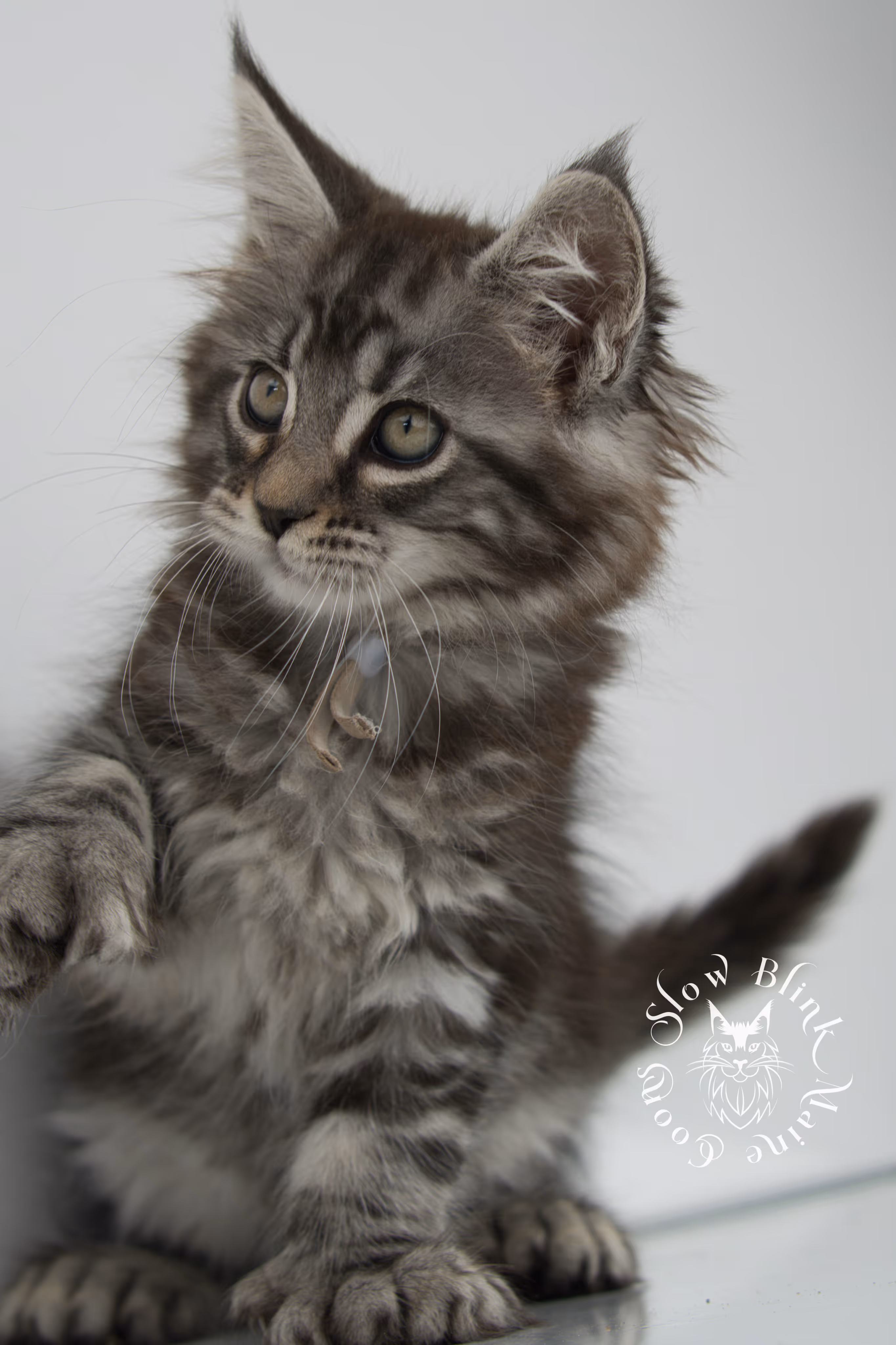 Black Silver Tabby Maine Coon Kittens > black silver tabby maine coon kitten | ems code ns 22 | idx 11