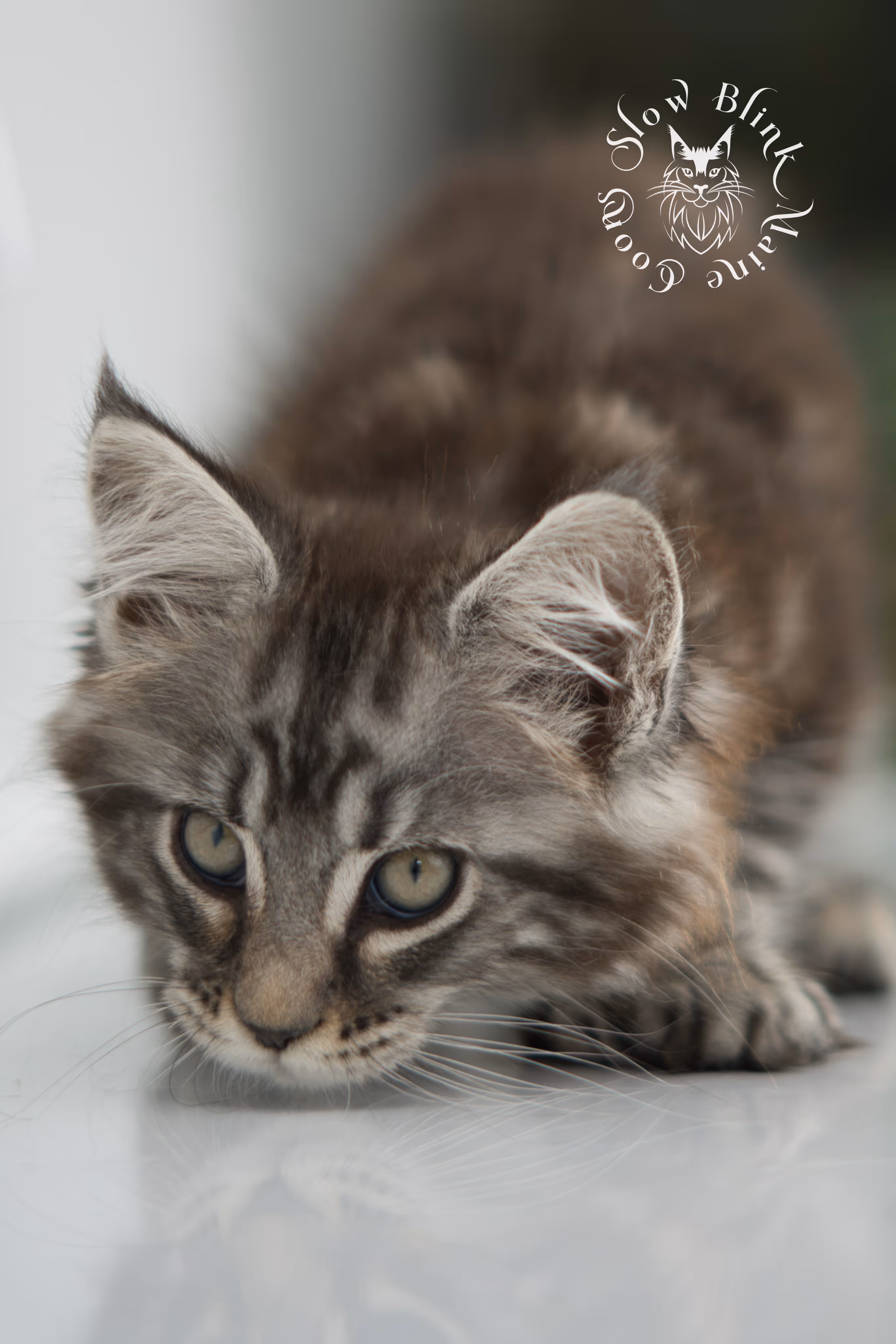 Black Silver Tabby Maine Coon Kittens > black silver tabby maine coon kitten | ems code ns 22 | idx 12