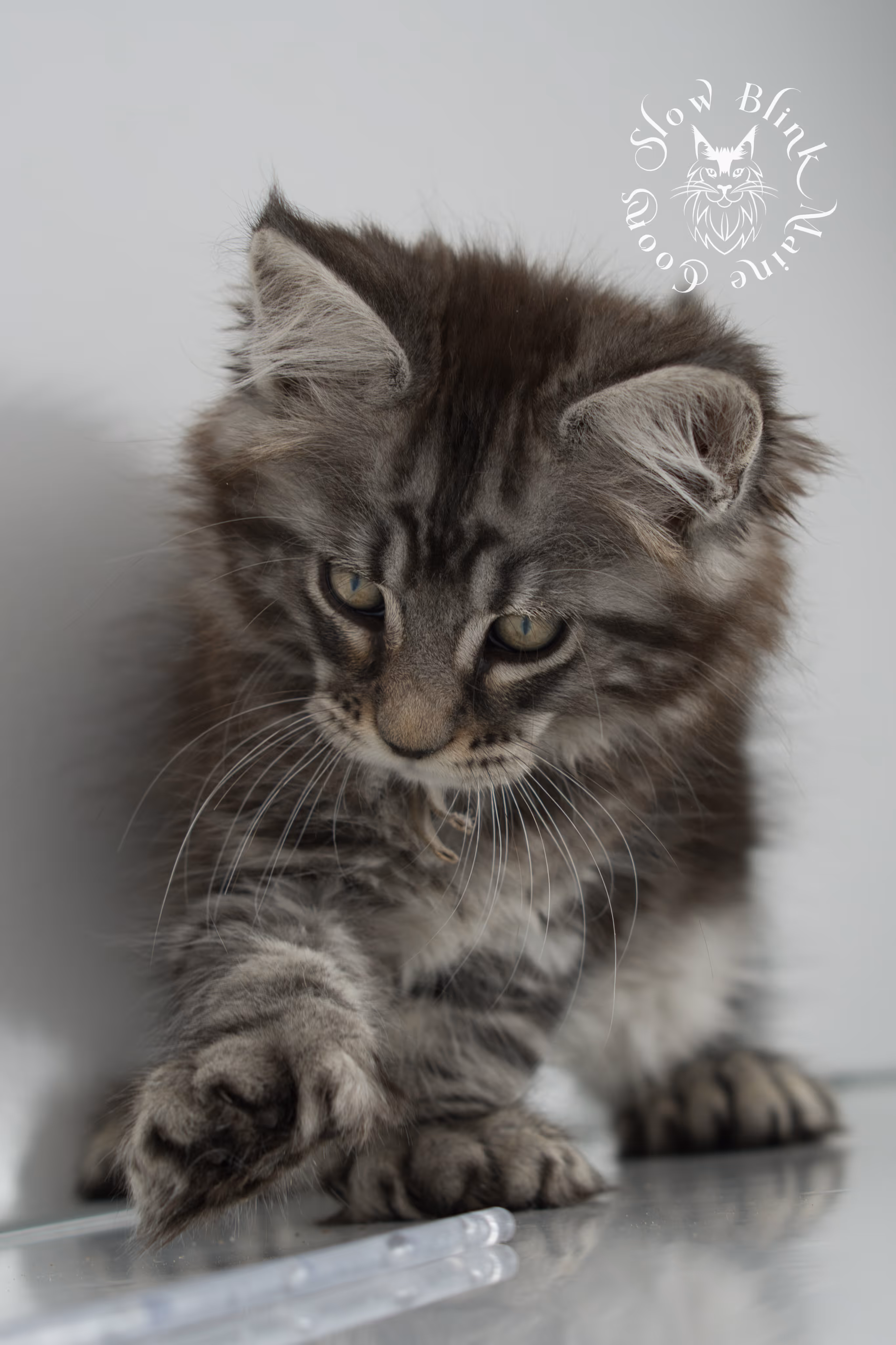 Black Silver Tabby Maine Coon Kittens > black silver tabby maine coon kitten | ems code ns 22 | idx 13