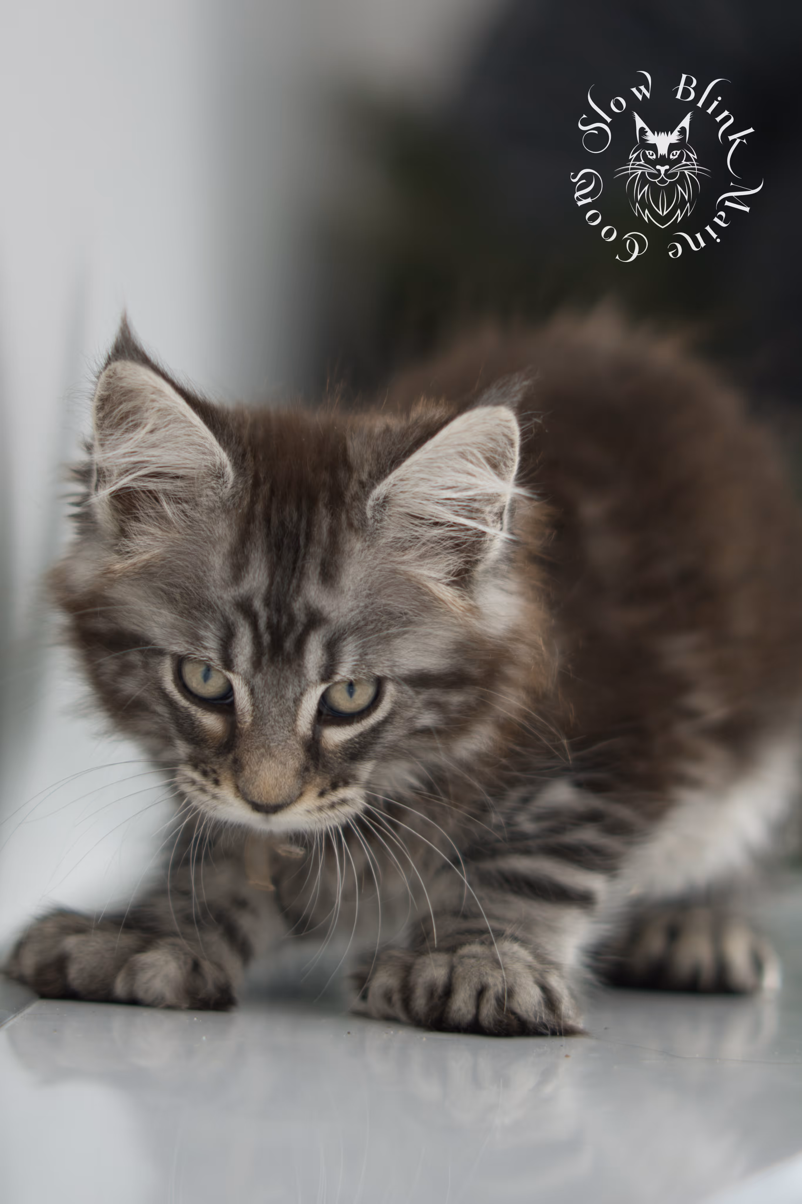 Black Silver Tabby Maine Coon Kittens > black silver tabby maine coon kitten | ems code ns 22 | idx 14