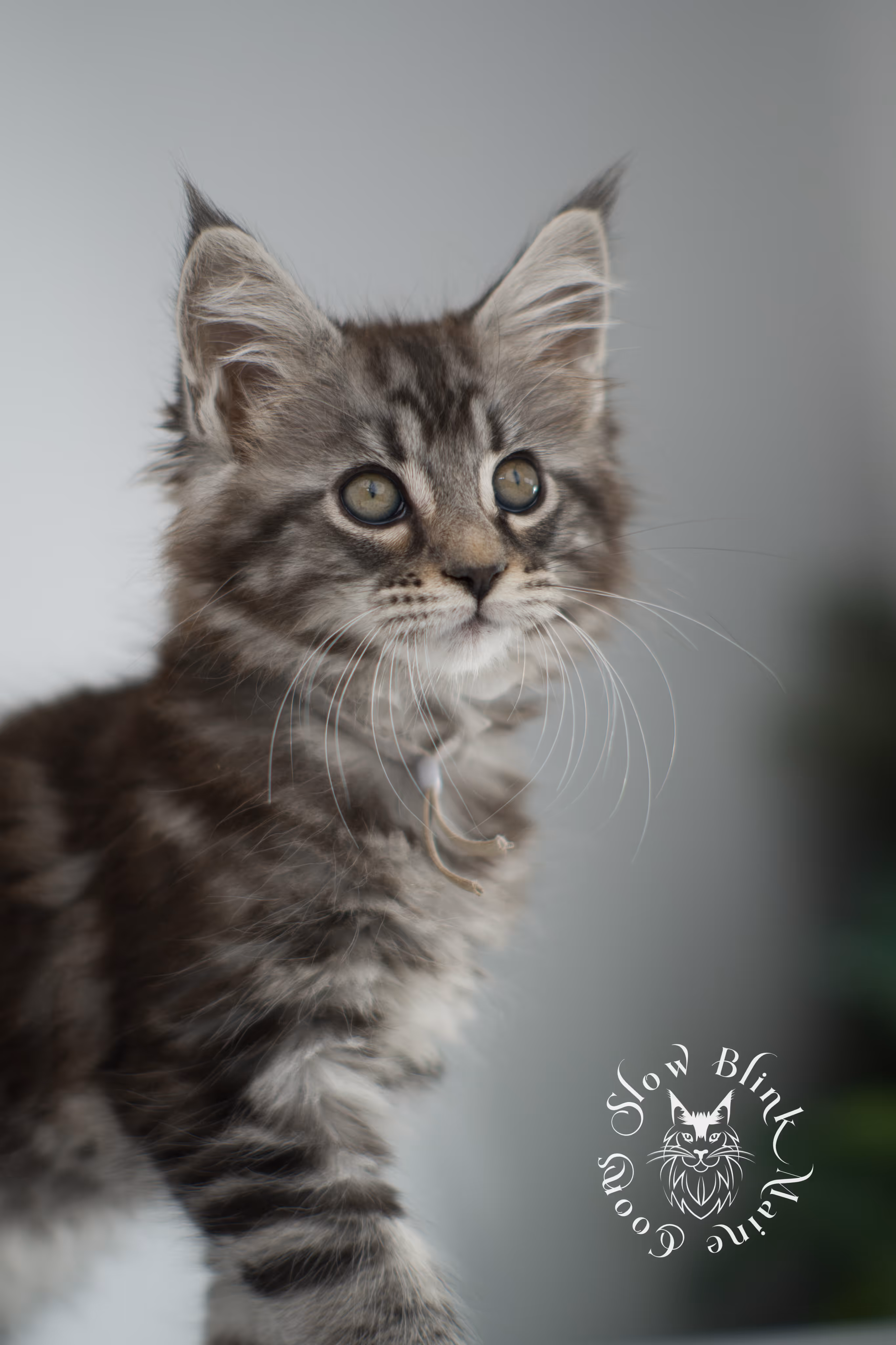 Black Silver Tabby Maine Coon Kittens > black silver tabby maine coon kitten | ems code ns 22 | idx 15