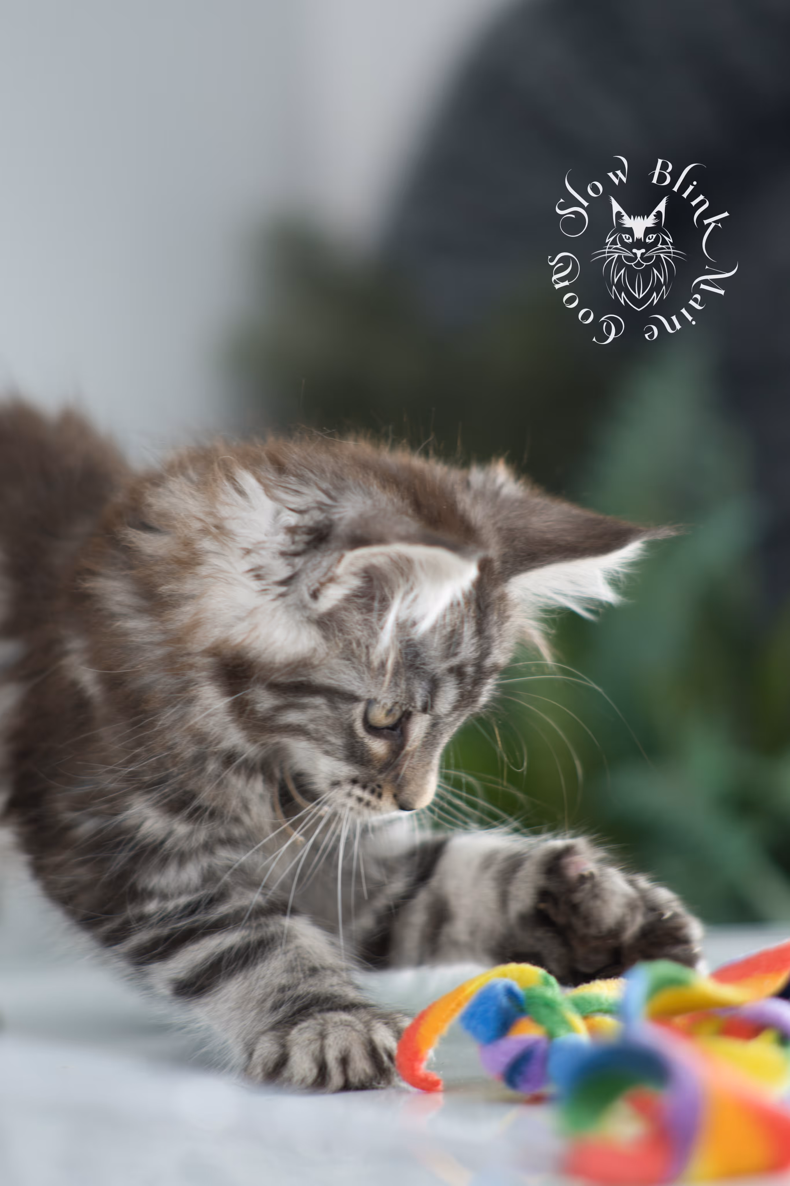 Black Silver Tabby Maine Coon Kittens > black silver tabby maine coon kitten | ems code ns 22 | idx 16