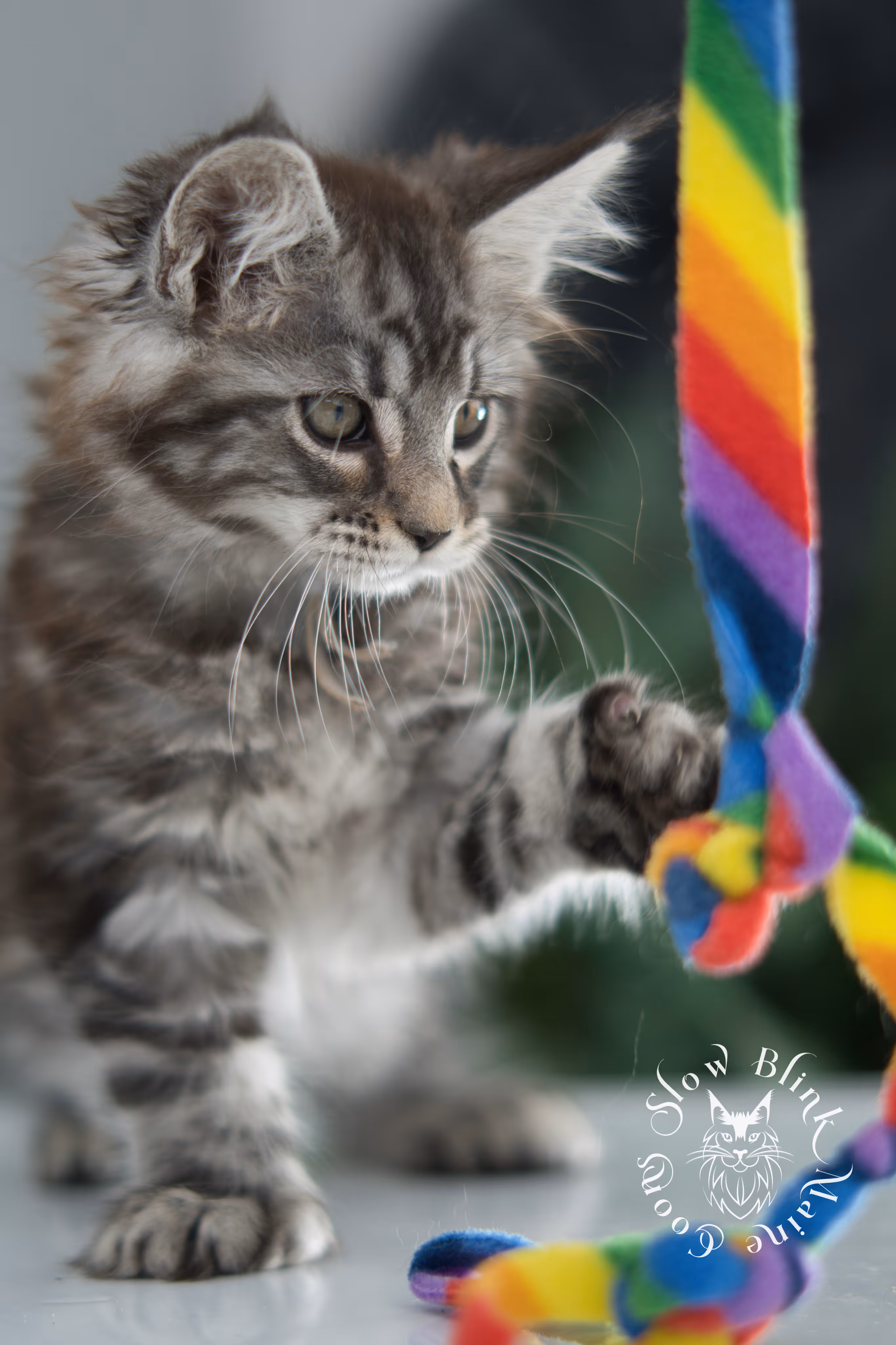 Black Silver Tabby Maine Coon Kittens > black silver tabby maine coon kitten | ems code ns 22 | idx 17