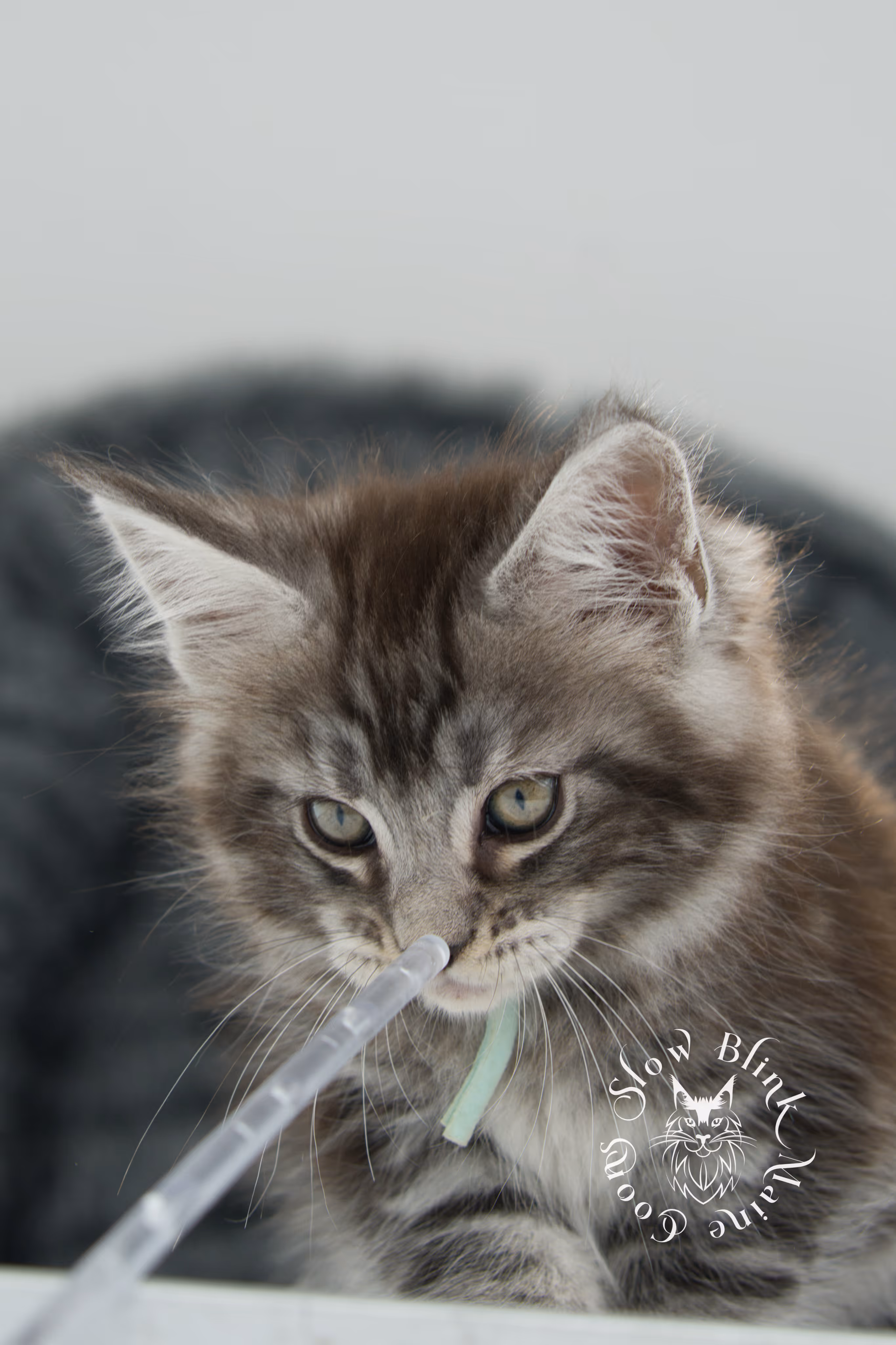 Black Silver Tabby Maine Coon Kittens > black silver tabby maine coon kitten | ems code ns 22 | idx 18