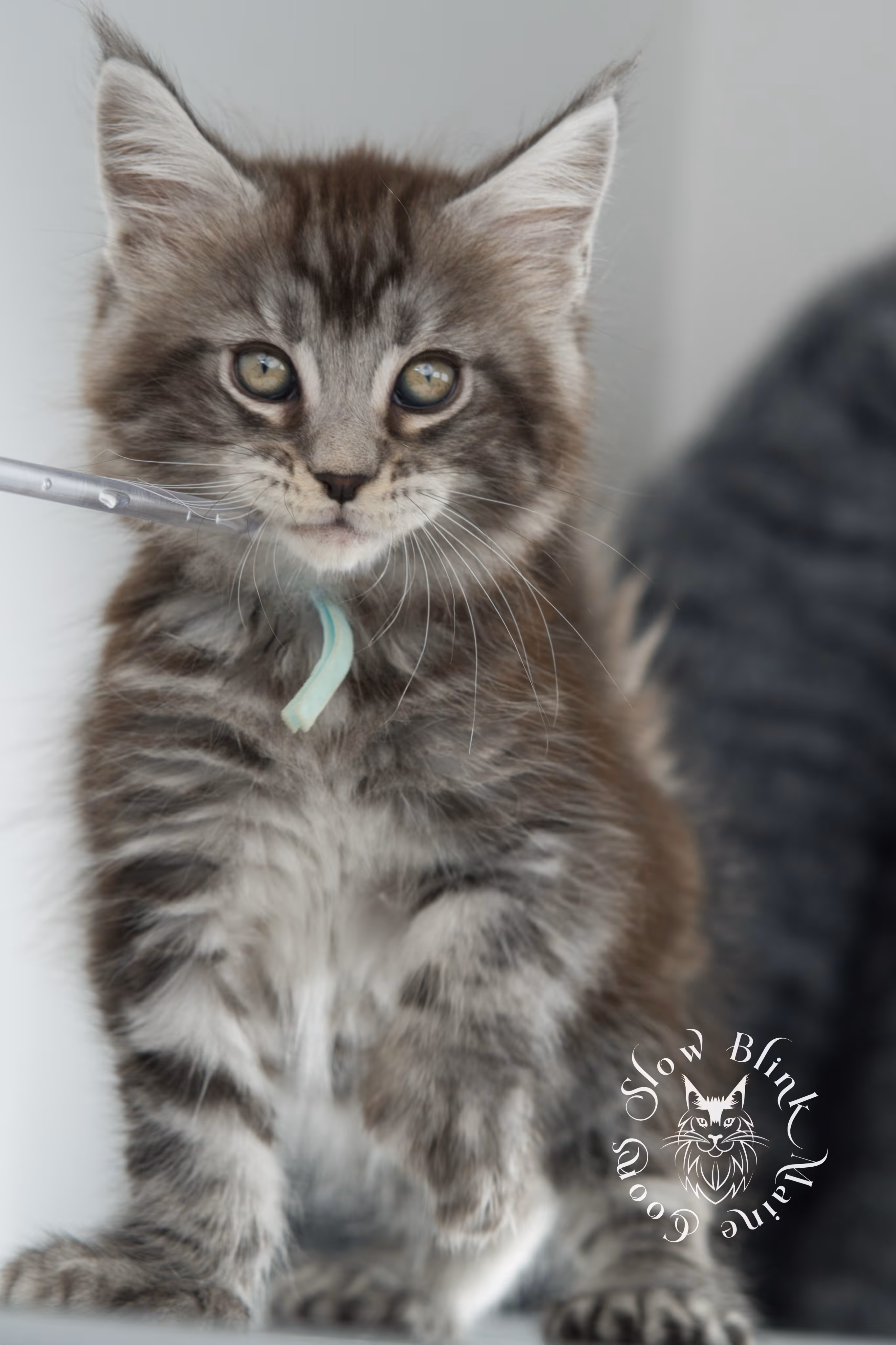 Black Silver Tabby Maine Coon Kittens > black silver tabby maine coon kitten | ems code ns 22 | idx 19