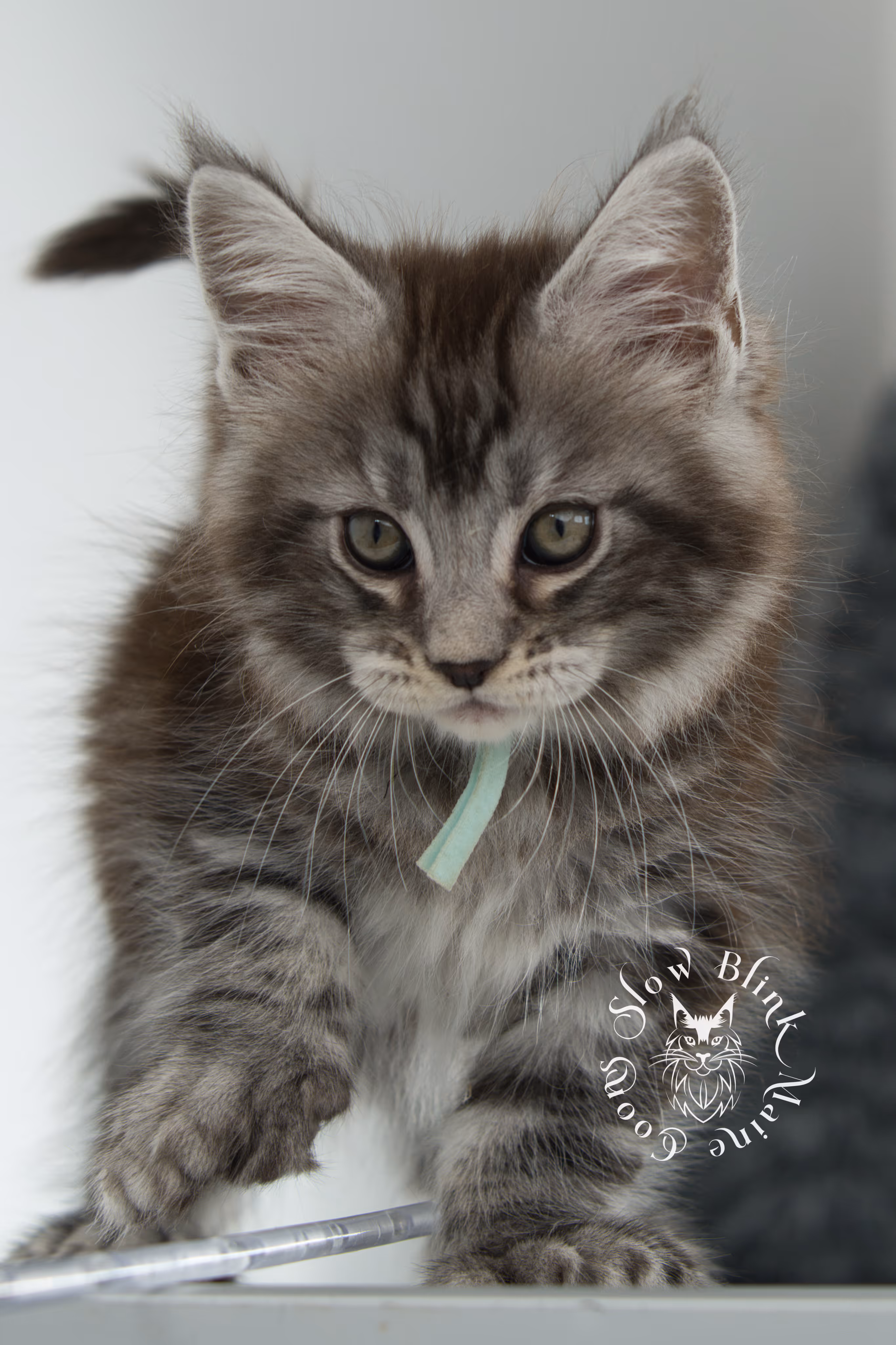 Black Silver Tabby Maine Coon Kittens > black silver tabby maine coon kitten | ems code ns 22 | idx 20