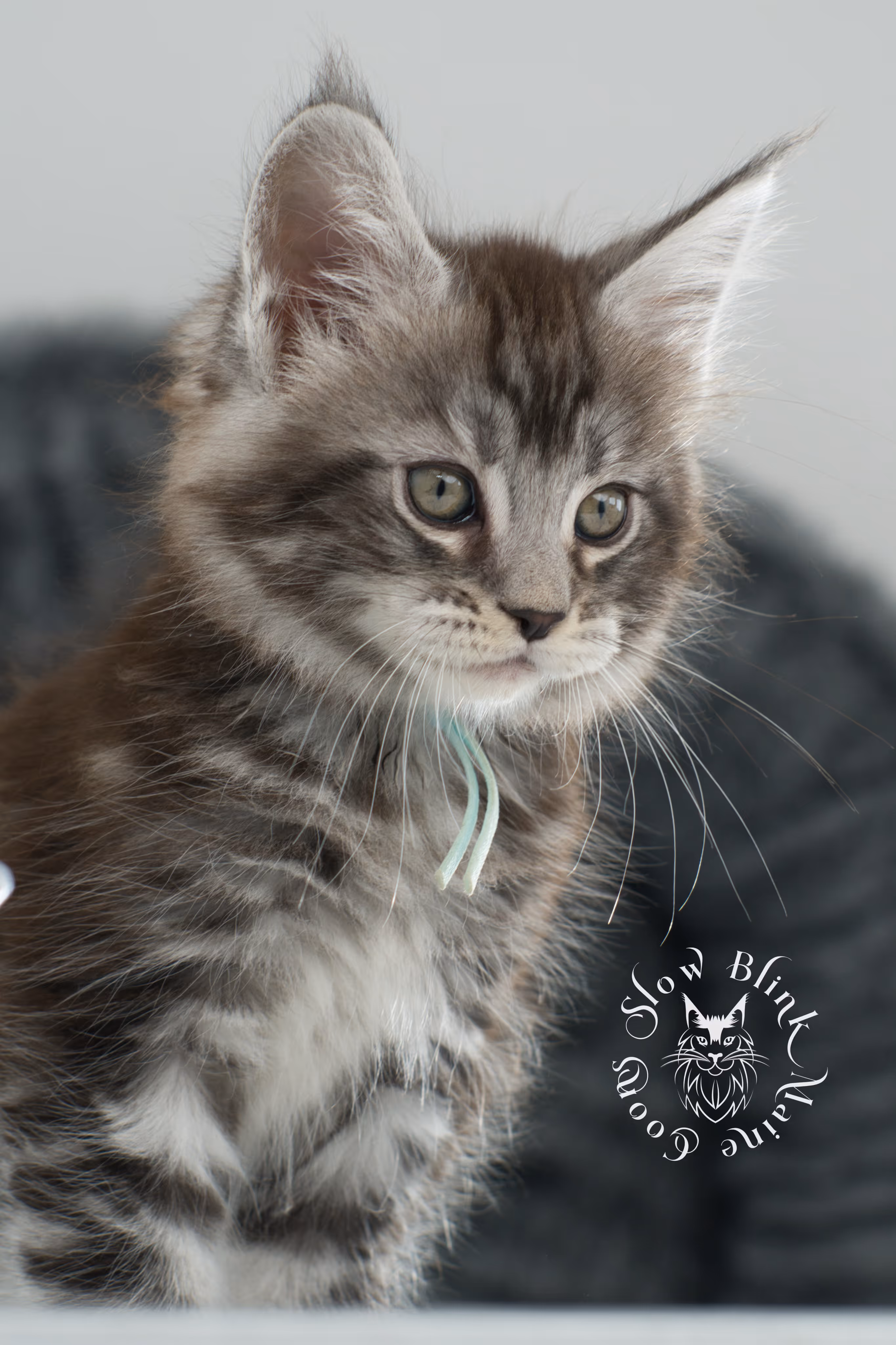 Black Silver Tabby Maine Coon Kittens > black silver tabby maine coon kitten | ems code ns 22 | idx 21