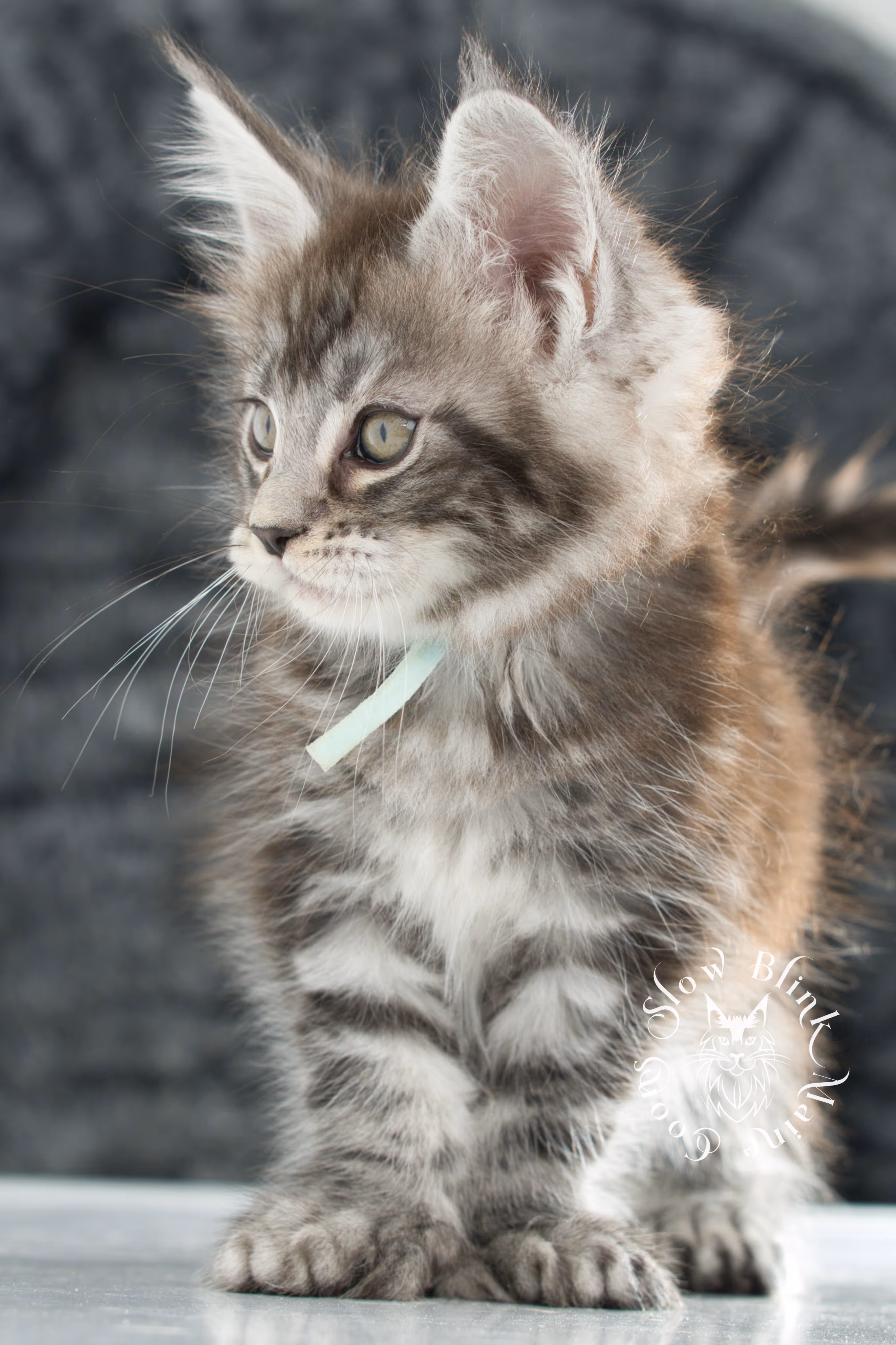 Black Silver Tabby Maine Coon Kittens > black silver tabby maine coon kitten | ems code ns 22 | idx 22