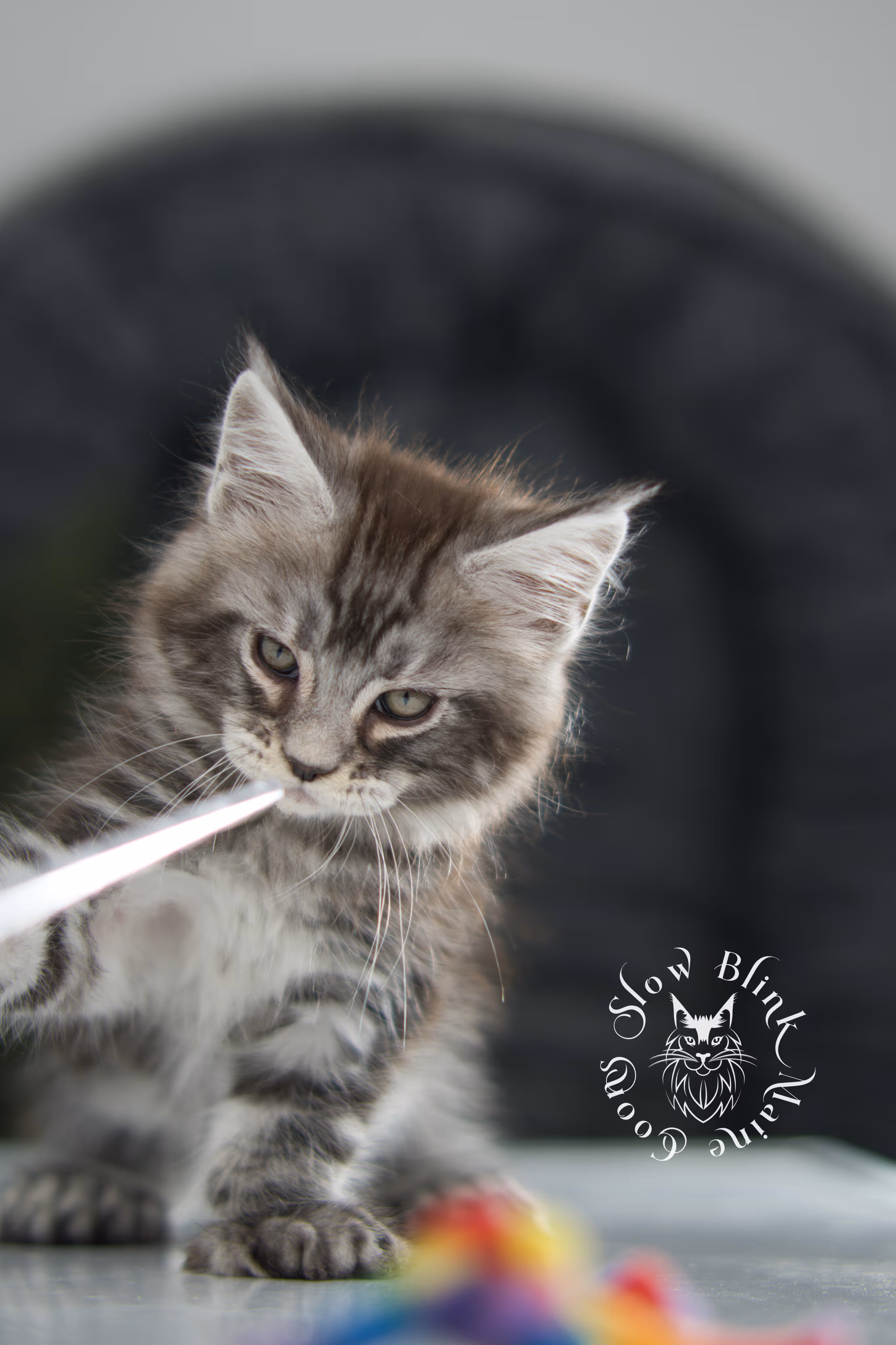 Black Silver Tabby Maine Coon Kittens > black silver tabby maine coon kitten | ems code ns 22 | idx 23