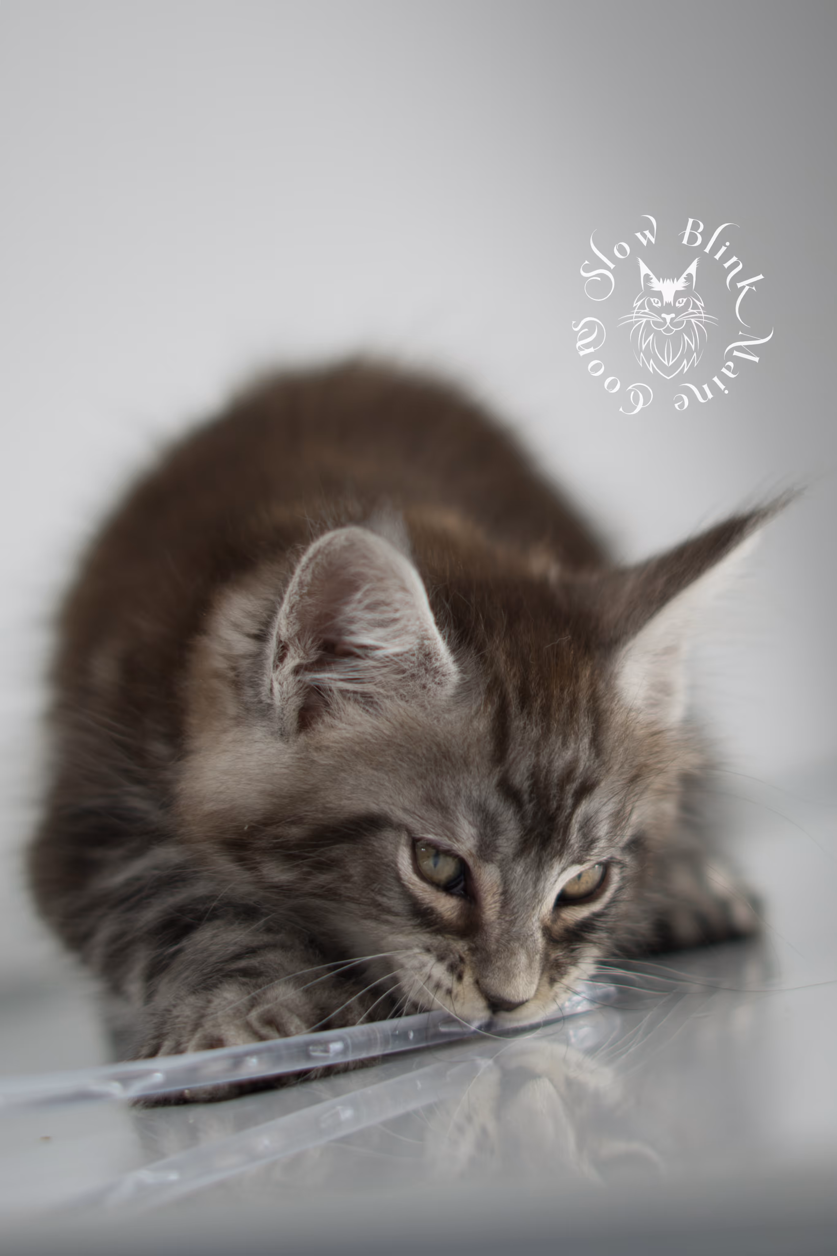 Black Silver Tabby Maine Coon Kittens > black silver tabby maine coon kitten | ems code ns 22 | idx 24