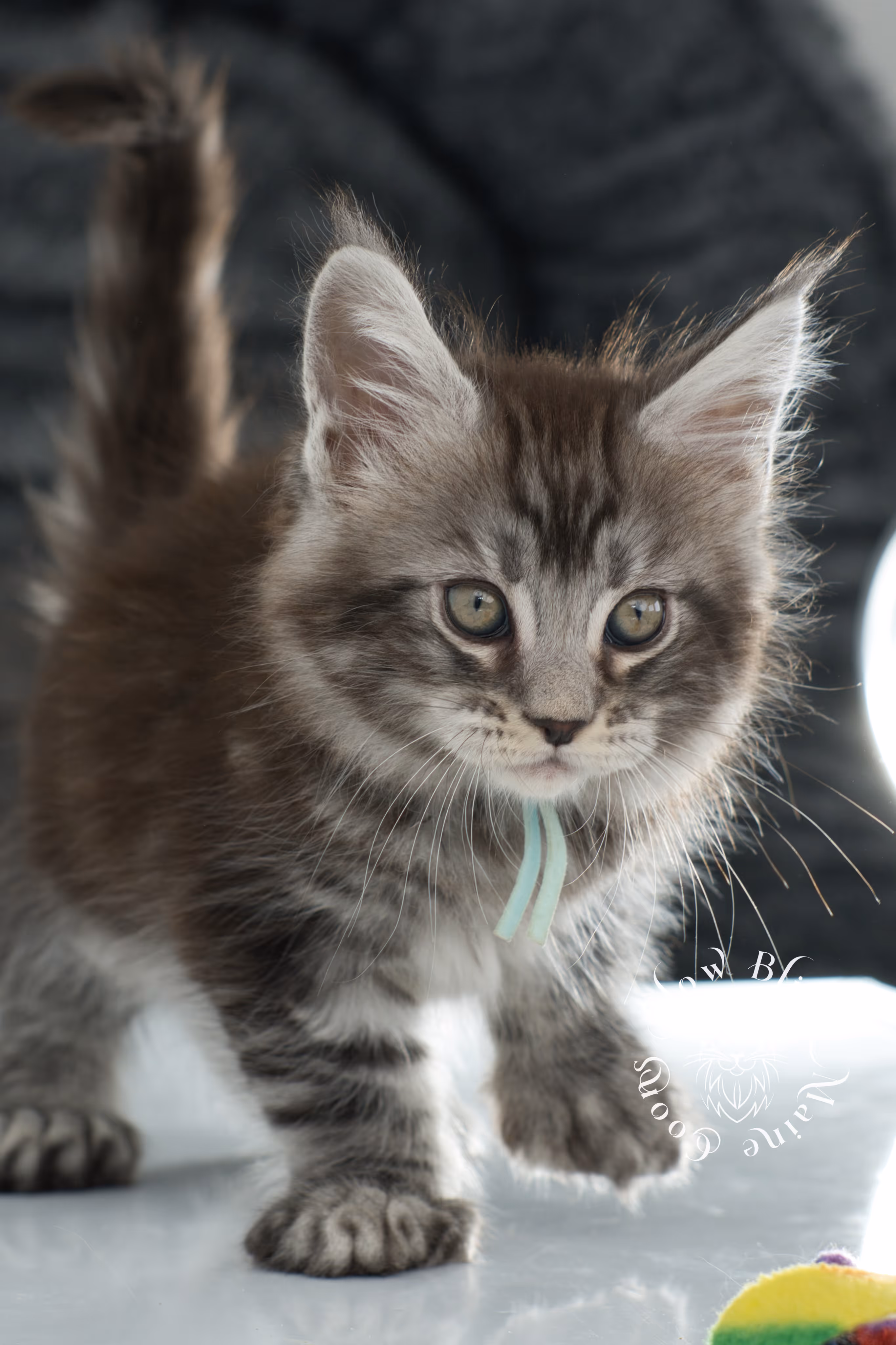 Black Silver Tabby Maine Coon Kittens > black silver tabby maine coon kitten | ems code ns 22 | idx 25