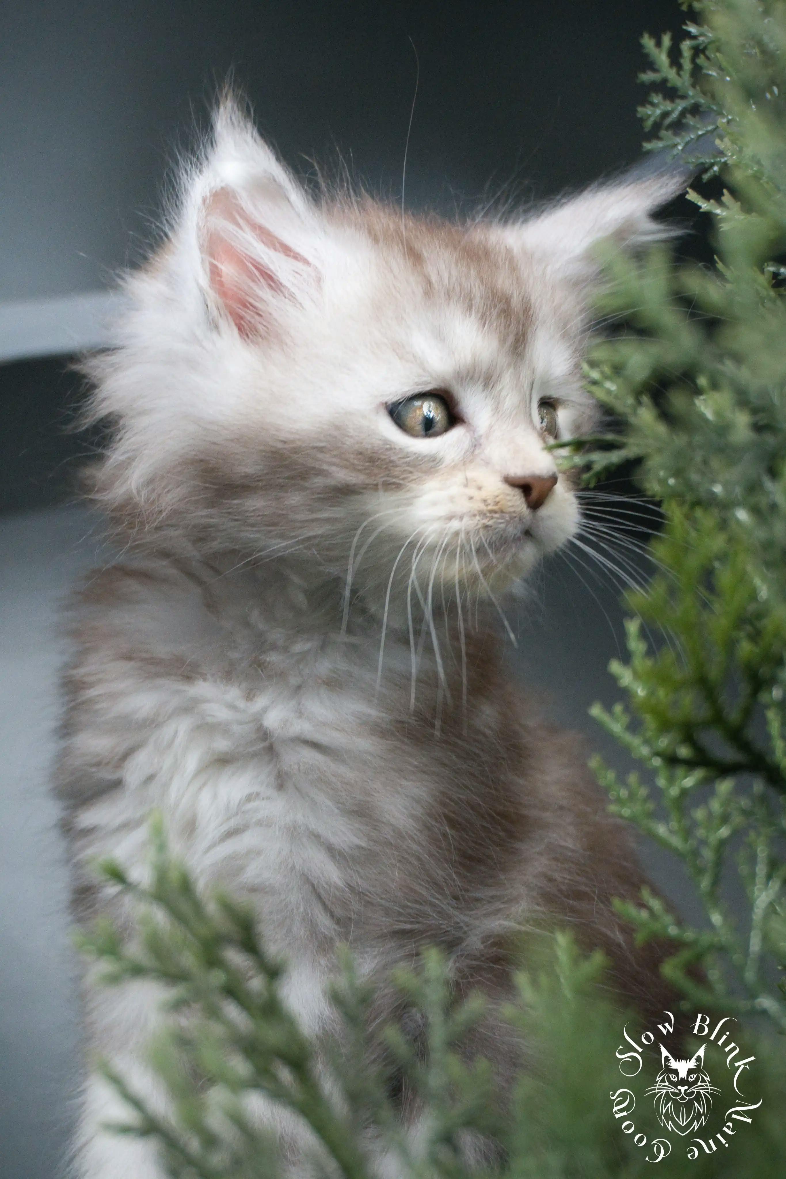 Black Silver Tabby Maine Coon Kittens > black silver tabby maine coon kitten | ems code ns 22 23 24 25 | slowblinkmainecoons | 01