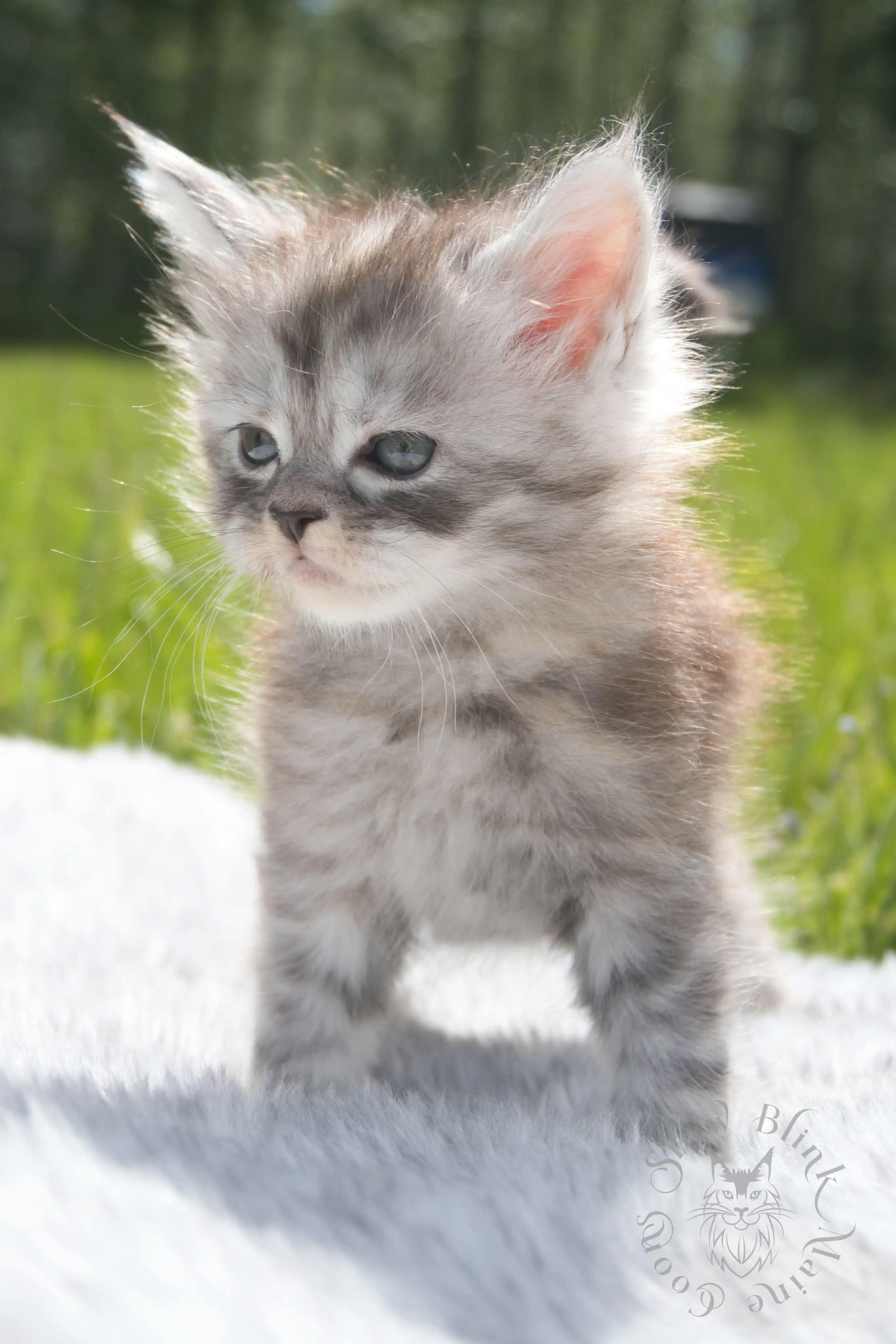 Black Silver Tabby Maine Coon Kittens > black silver tabby maine coon kitten | ems code ns 22 23 24 25 | slowblinkmainecoons | 042
