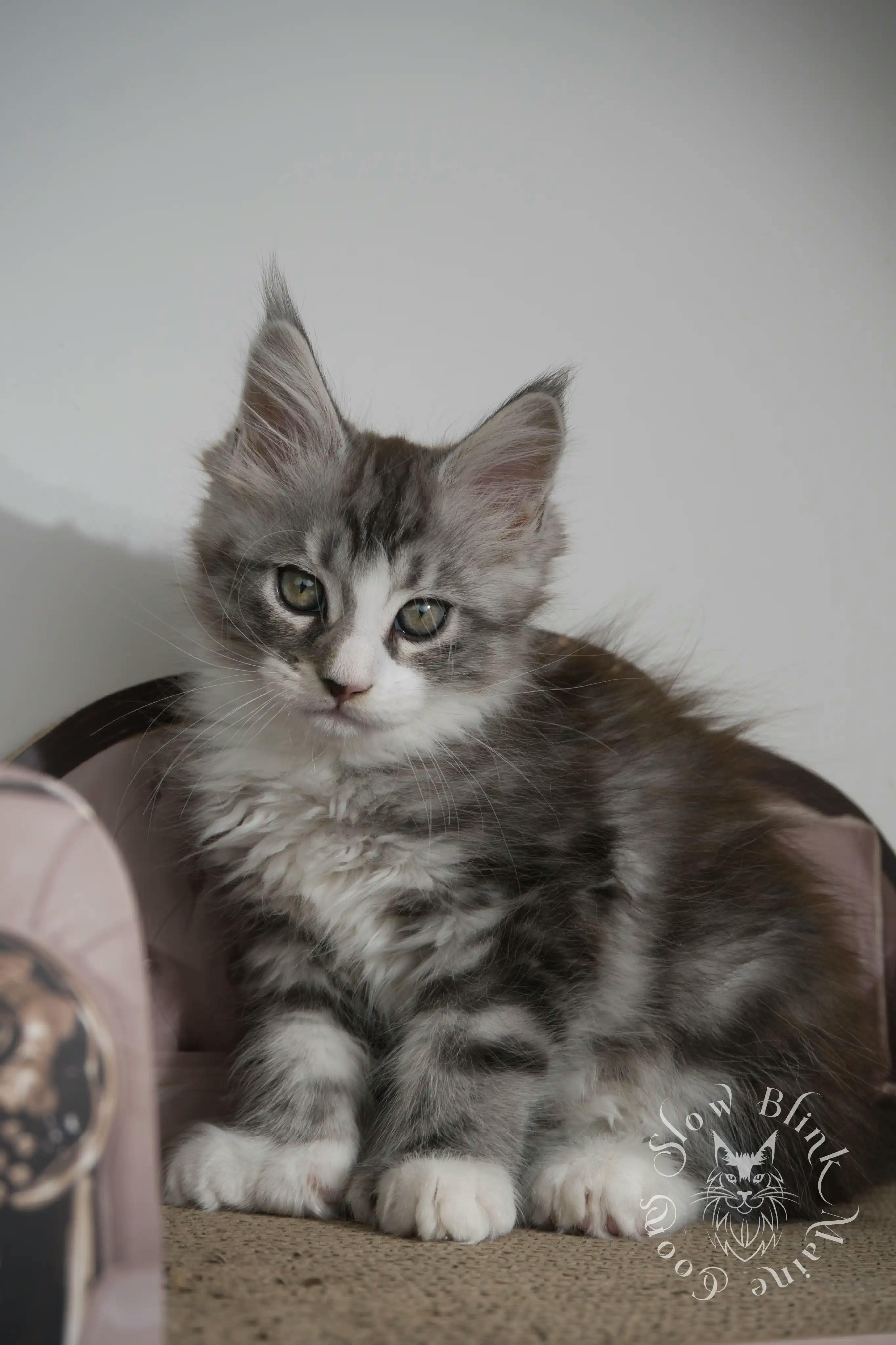 Black Silver Tabby Maine Coon Kittens > black silver tabby maine coon kitten | ems code ns 22 23 24 25 | slowblinkmainecoons | 06