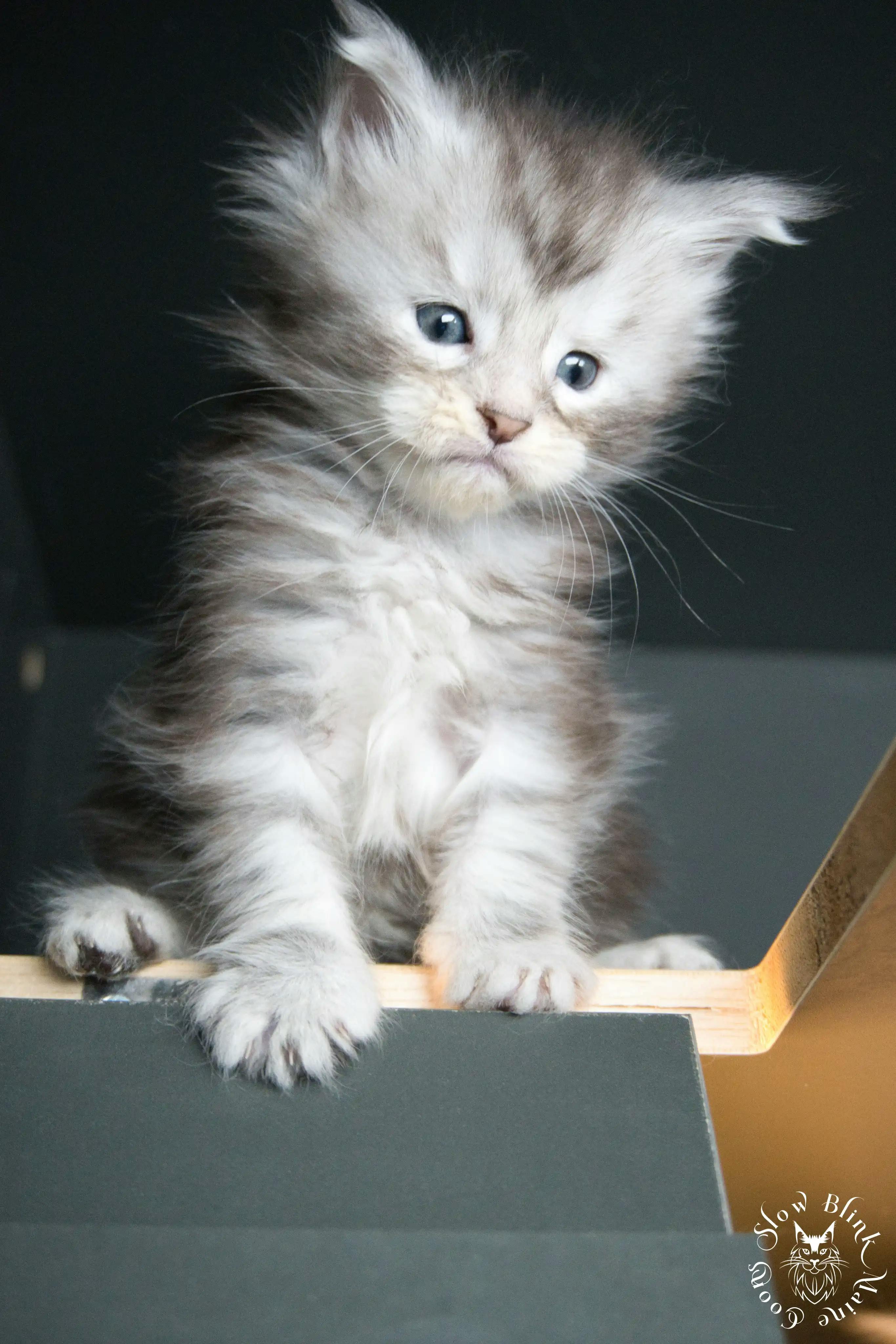Black Silver Tabby Maine Coon Kittens > black silver tabby maine coon kitten | ems code ns 22 23 24 25 | slowblinkmainecoons | 07