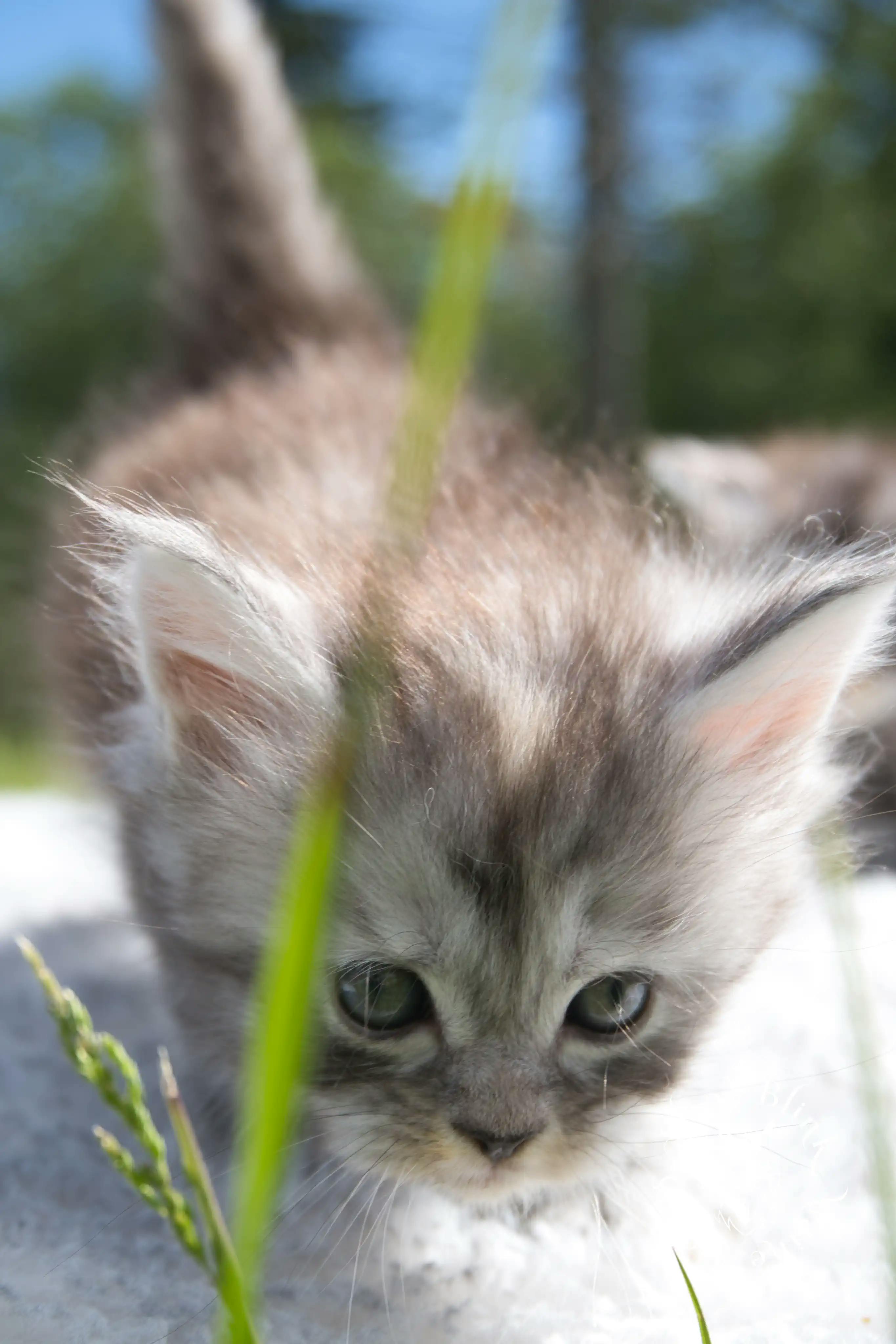 Black Silver Tabby Maine Coon Kittens > black silver tabby maine coon kitten | ems code ns 22 23 24 25 | slowblinkmainecoons | 101
