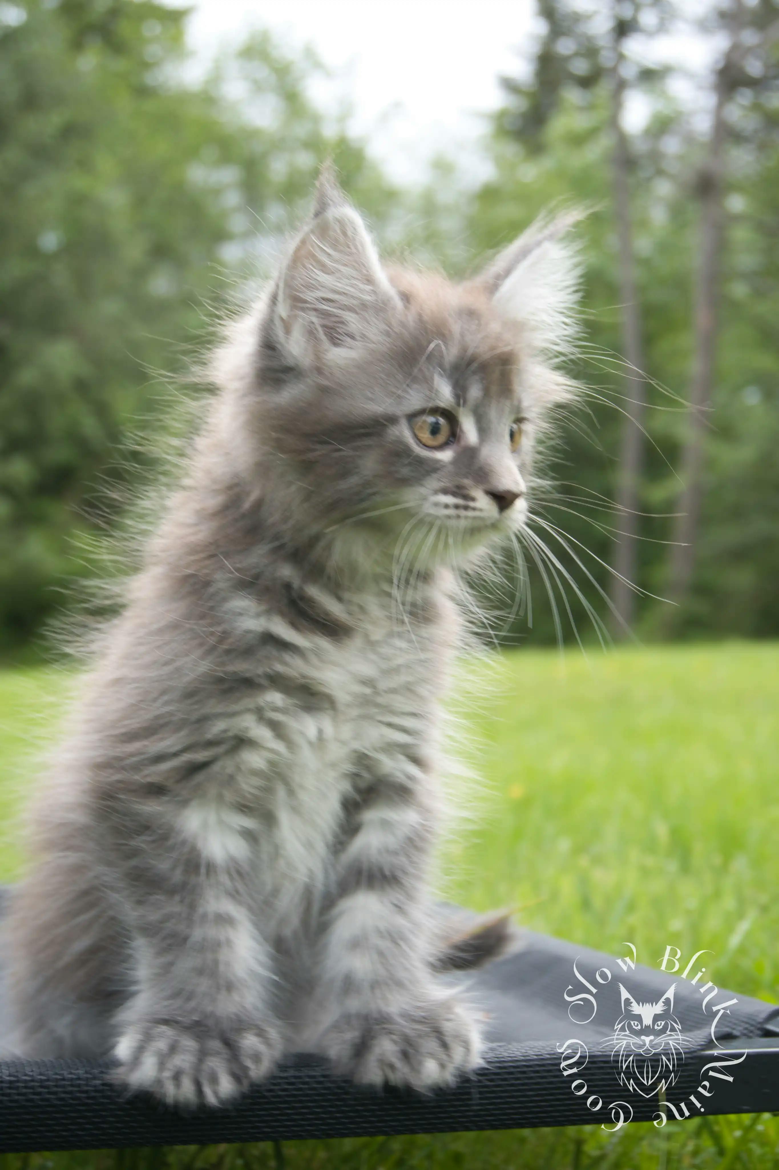 Black Silver Tabby Maine Coon Kittens > black silver tabby maine coon kitten | ems code ns 22 23 24 25 | slowblinkmainecoons | 103