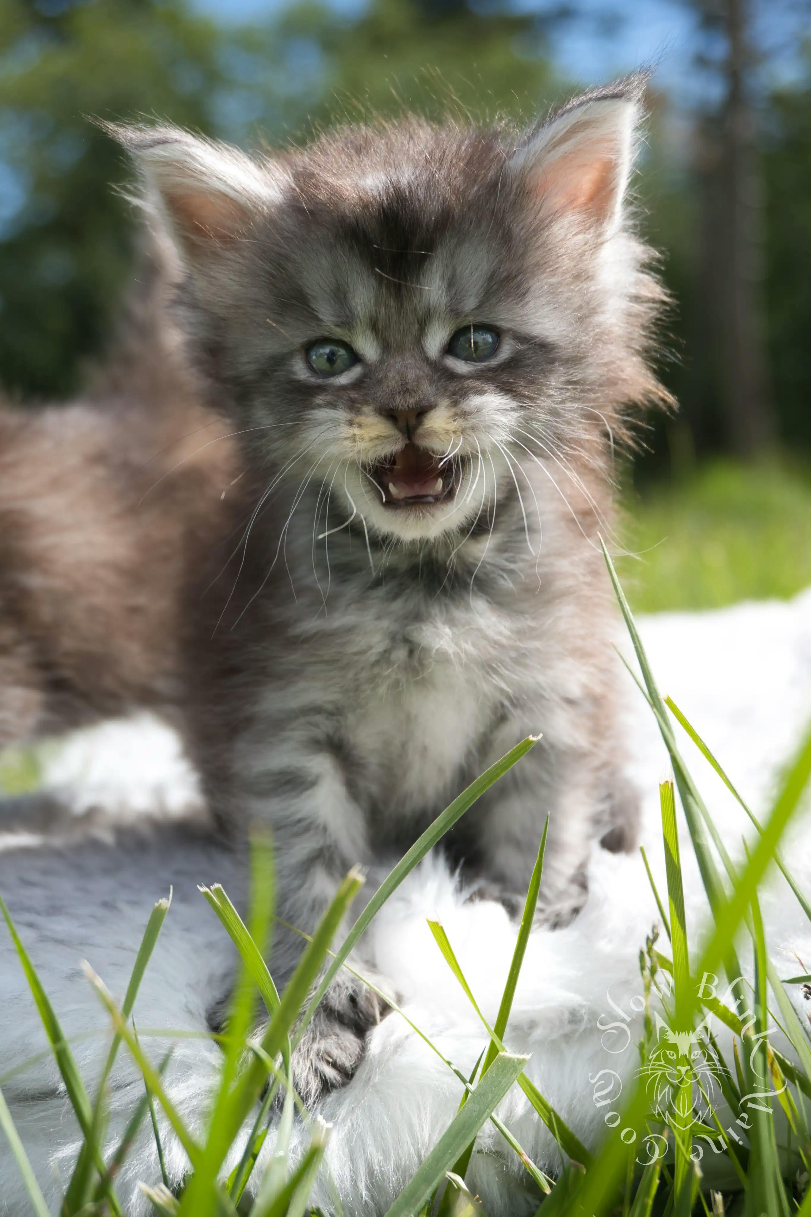 Black Silver Tabby Maine Coon Kittens > black silver tabby maine coon kitten | ems code ns 22 23 24 25 | slowblinkmainecoons | 104