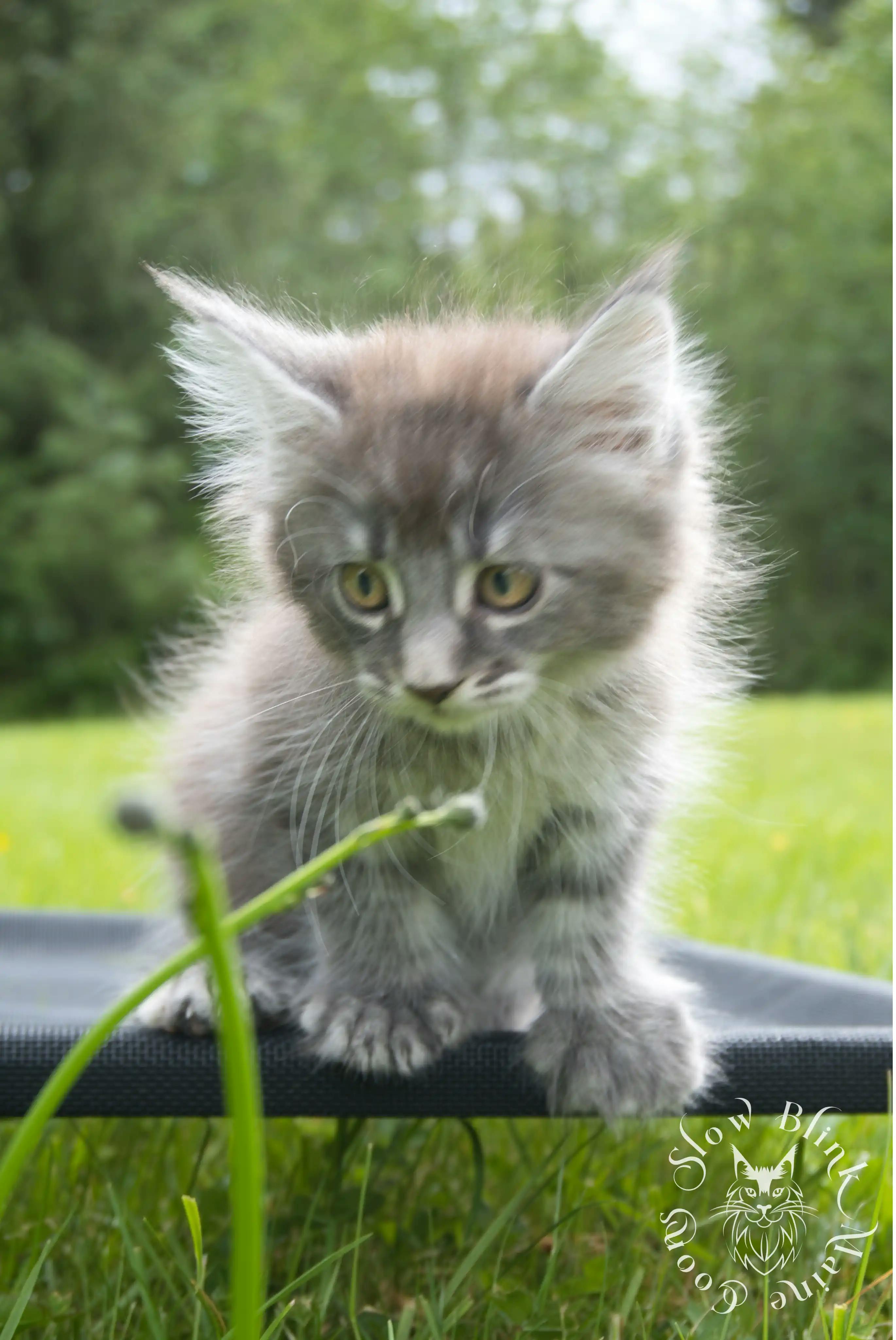 Black Silver Tabby Maine Coon Kittens > black silver tabby maine coon kitten | ems code ns 22 23 24 25 | slowblinkmainecoons | 1045