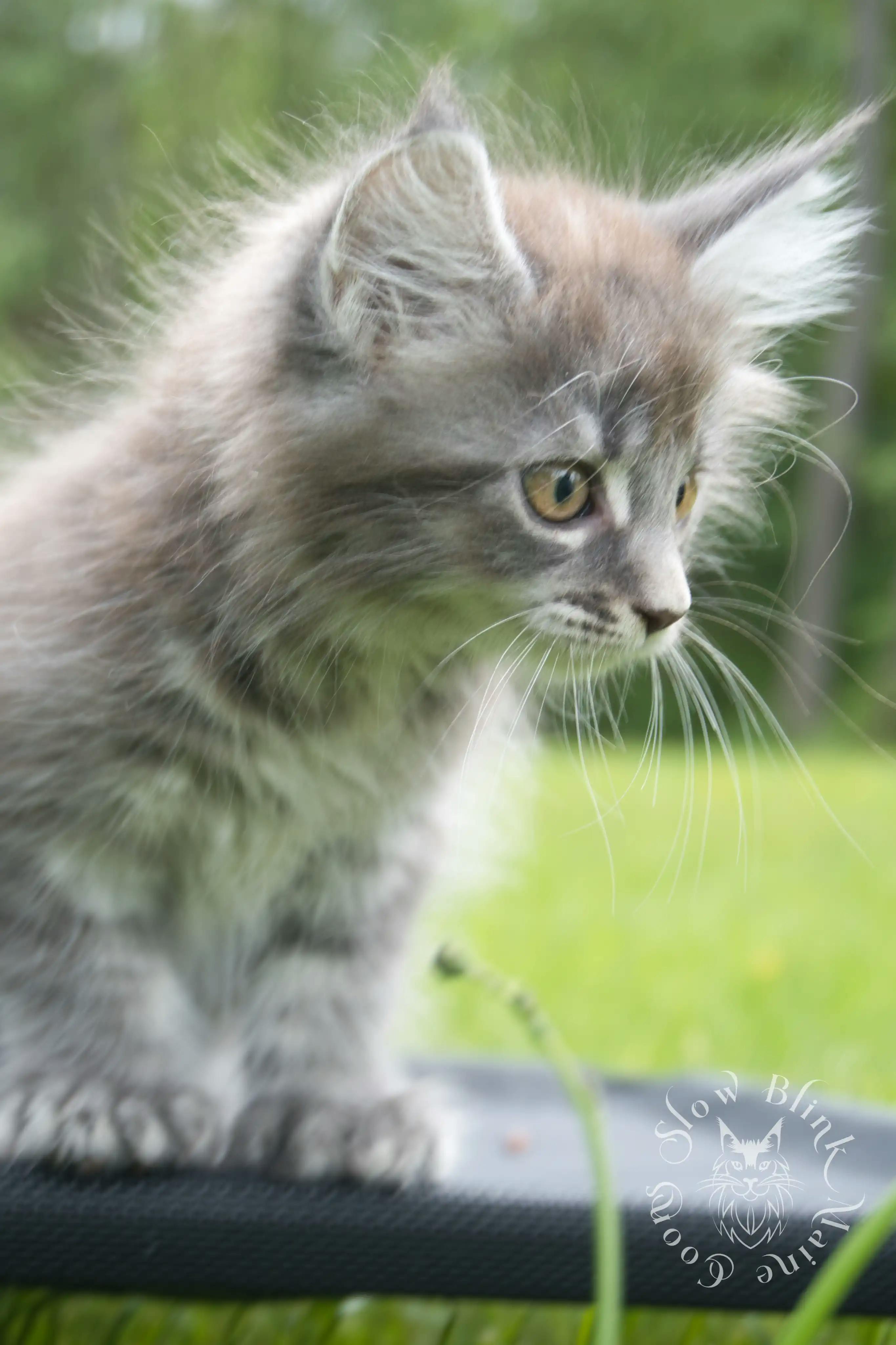 Black Silver Tabby Maine Coon Kittens > black silver tabby maine coon kitten | ems code ns 22 23 24 25 | slowblinkmainecoons | 107