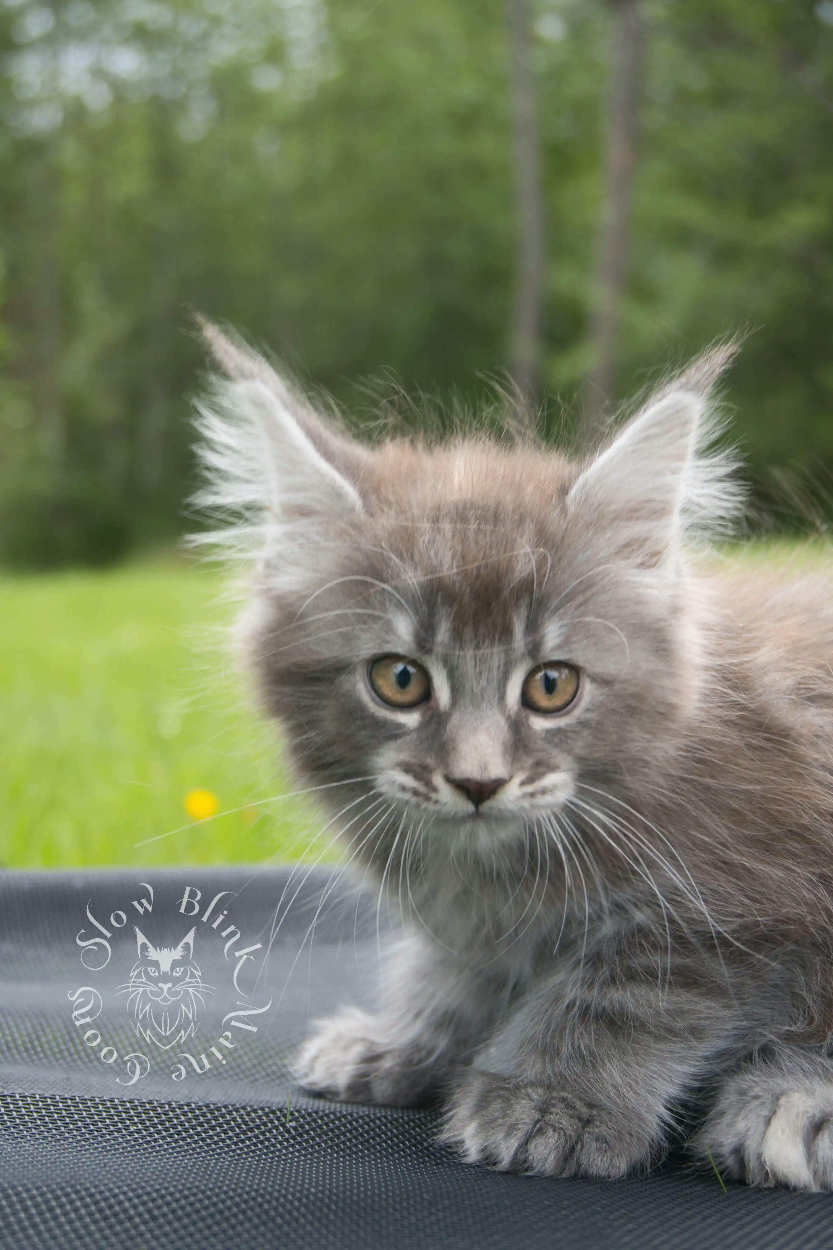Black Silver Tabby Maine Coon Kittens > black silver tabby maine coon kitten | ems code ns 22 23 24 25 | slowblinkmainecoons | 109