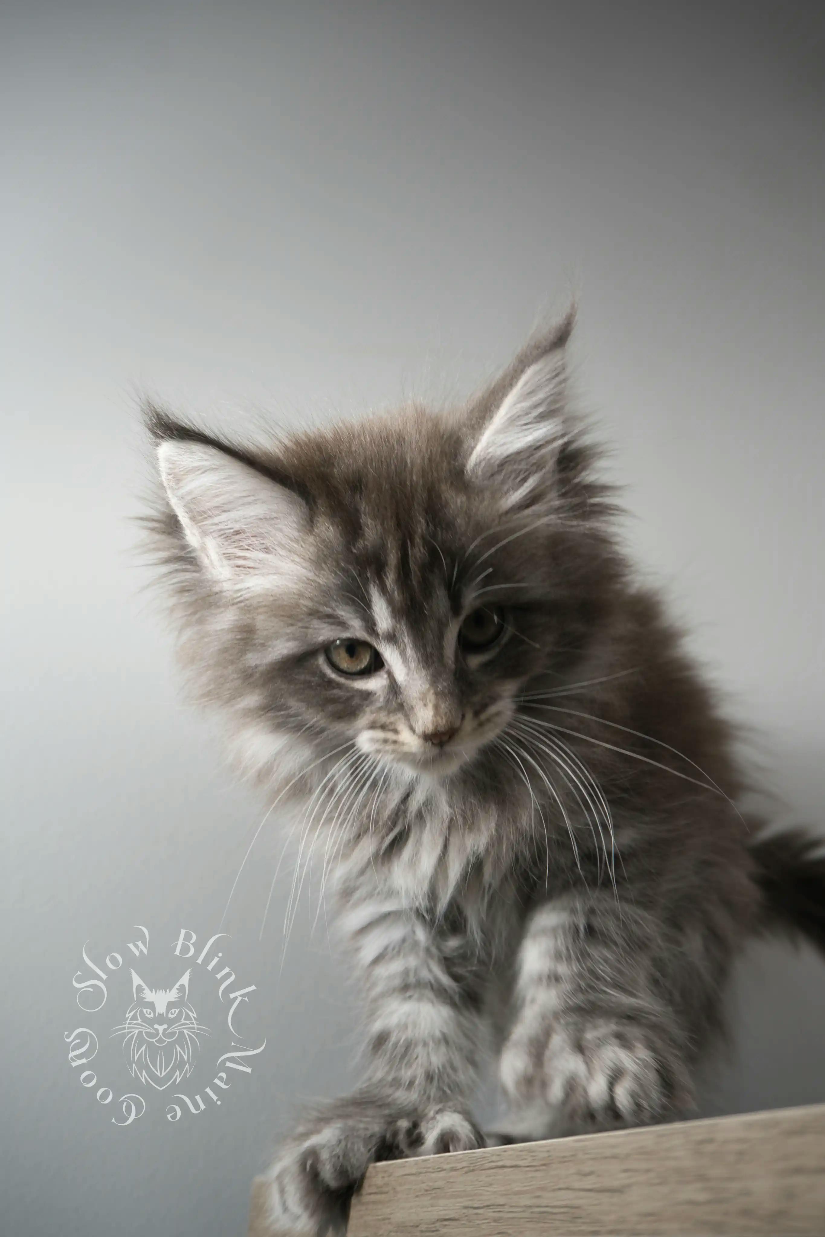 Black Silver Tabby Maine Coon Kittens > black silver tabby maine coon kitten | ems code ns 22 23 24 25 | slowblinkmainecoons | 111