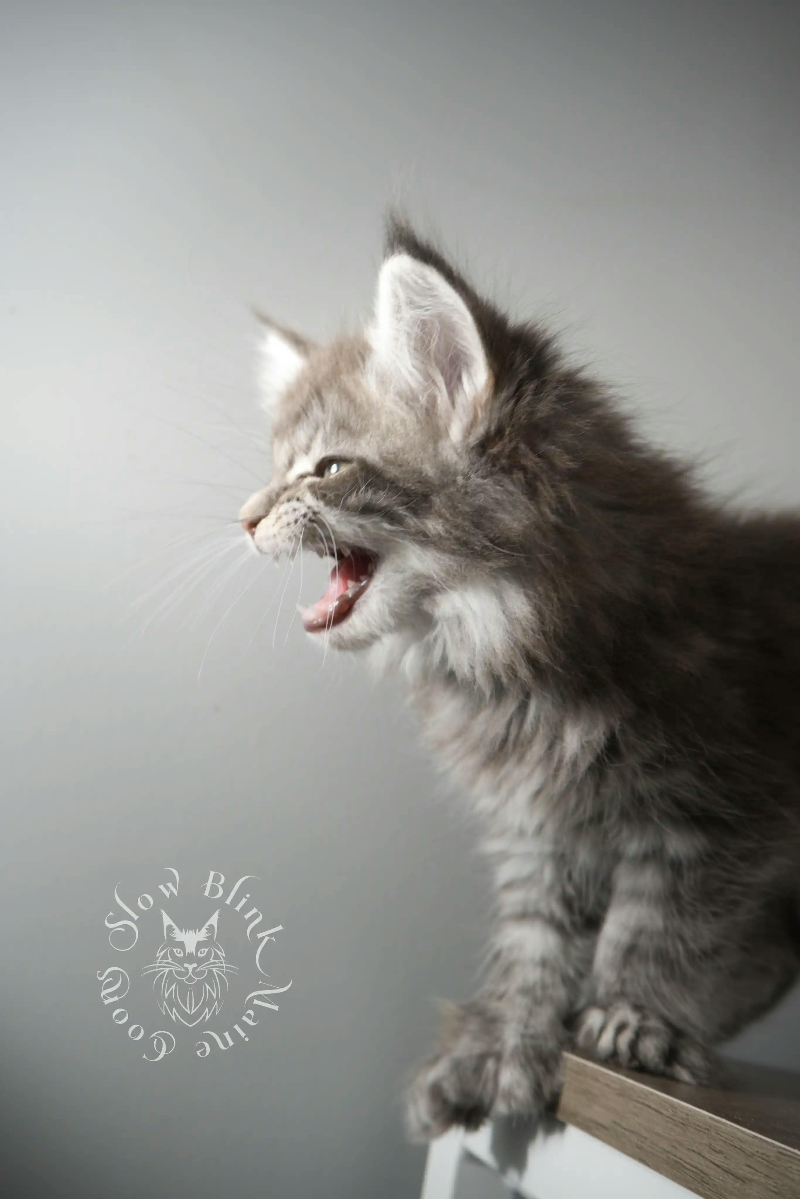 Black Silver Tabby Maine Coon Kittens > black silver tabby maine coon kitten | ems code ns 22 23 24 25 | slowblinkmainecoons | 112