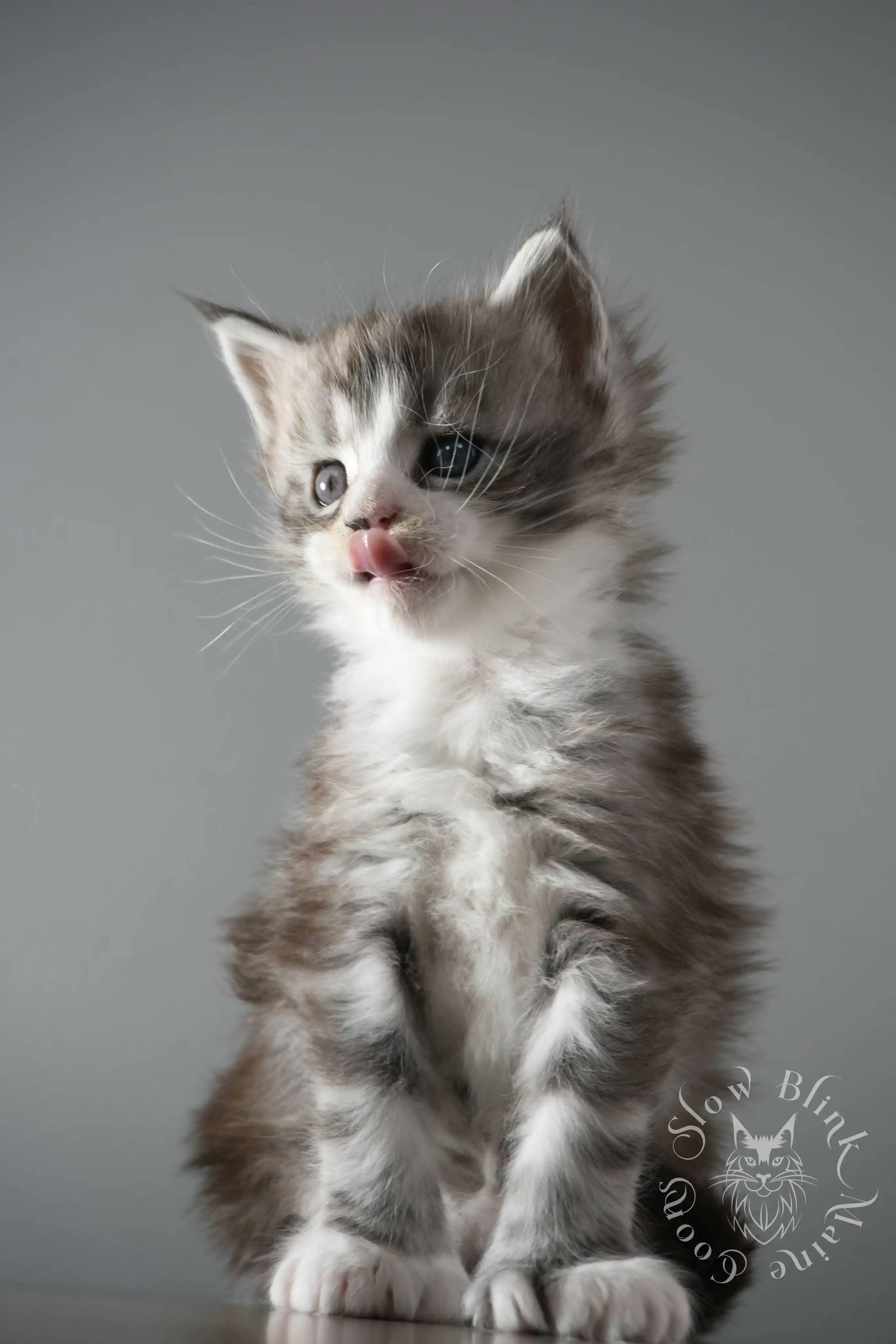 Black Silver Tabby Maine Coon Kittens > black silver tabby maine coon kitten | ems code ns 22 23 24 25 | slowblinkmainecoons | 113