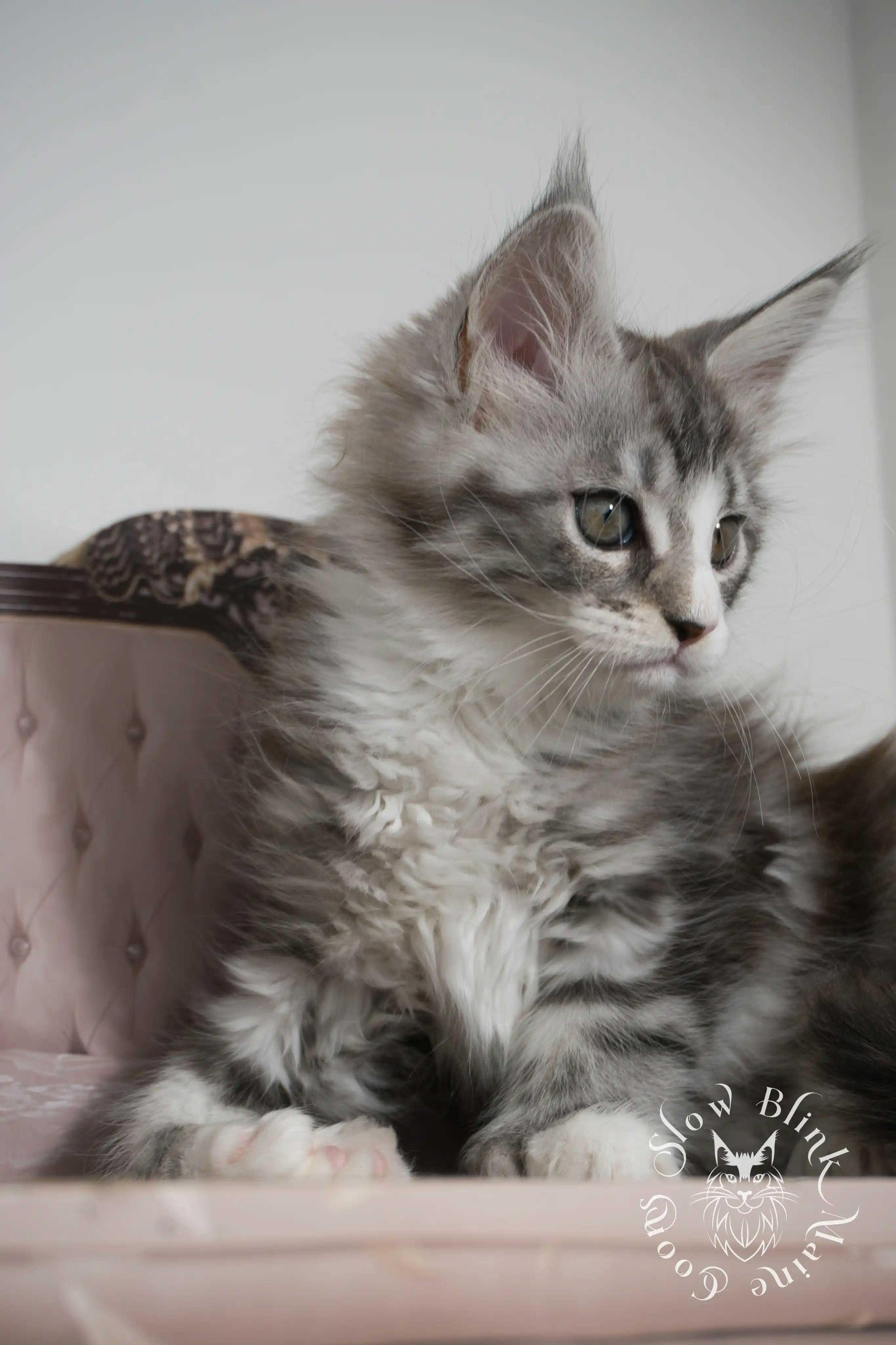 Black Silver Tabby Maine Coon Kittens > black silver tabby maine coon kitten | ems code ns 22 23 24 25 | slowblinkmainecoons | 116