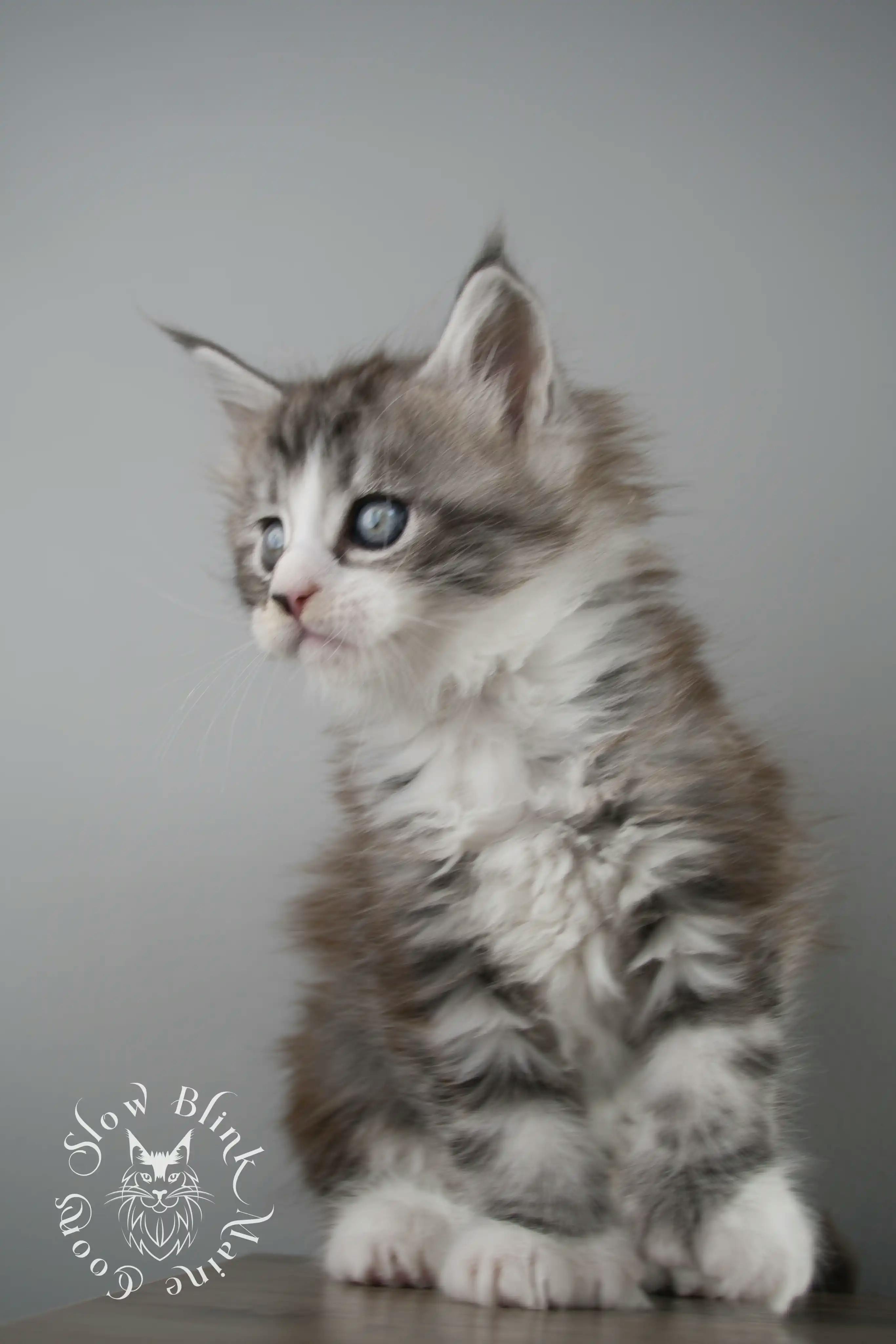 Black Silver Tabby Maine Coon Kittens > black silver tabby maine coon kitten | ems code ns 22 23 24 25 | slowblinkmainecoons | 118
