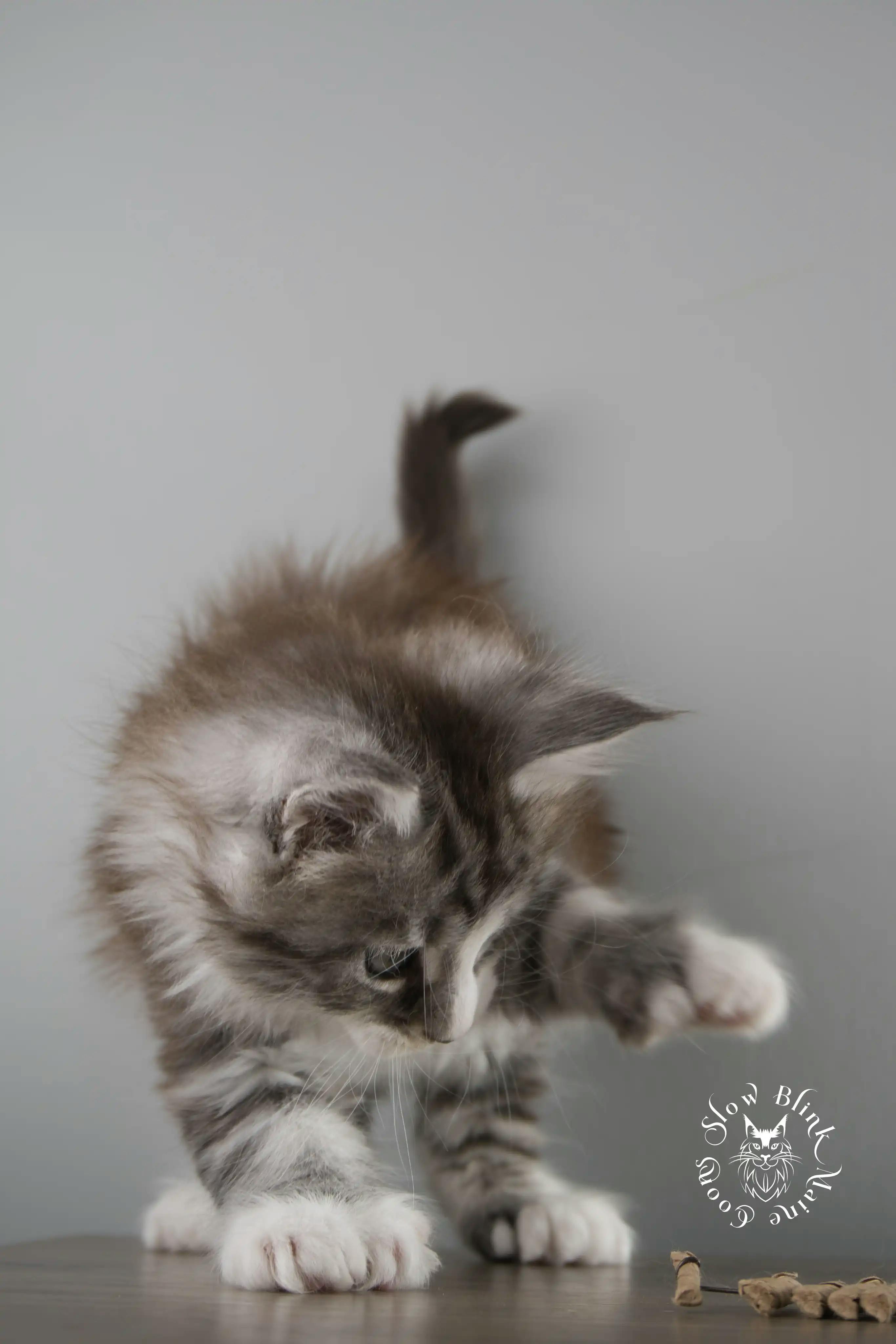 Black Silver Tabby Maine Coon Kittens > black silver tabby maine coon kitten | ems code ns 22 23 24 25 | slowblinkmainecoons | 119