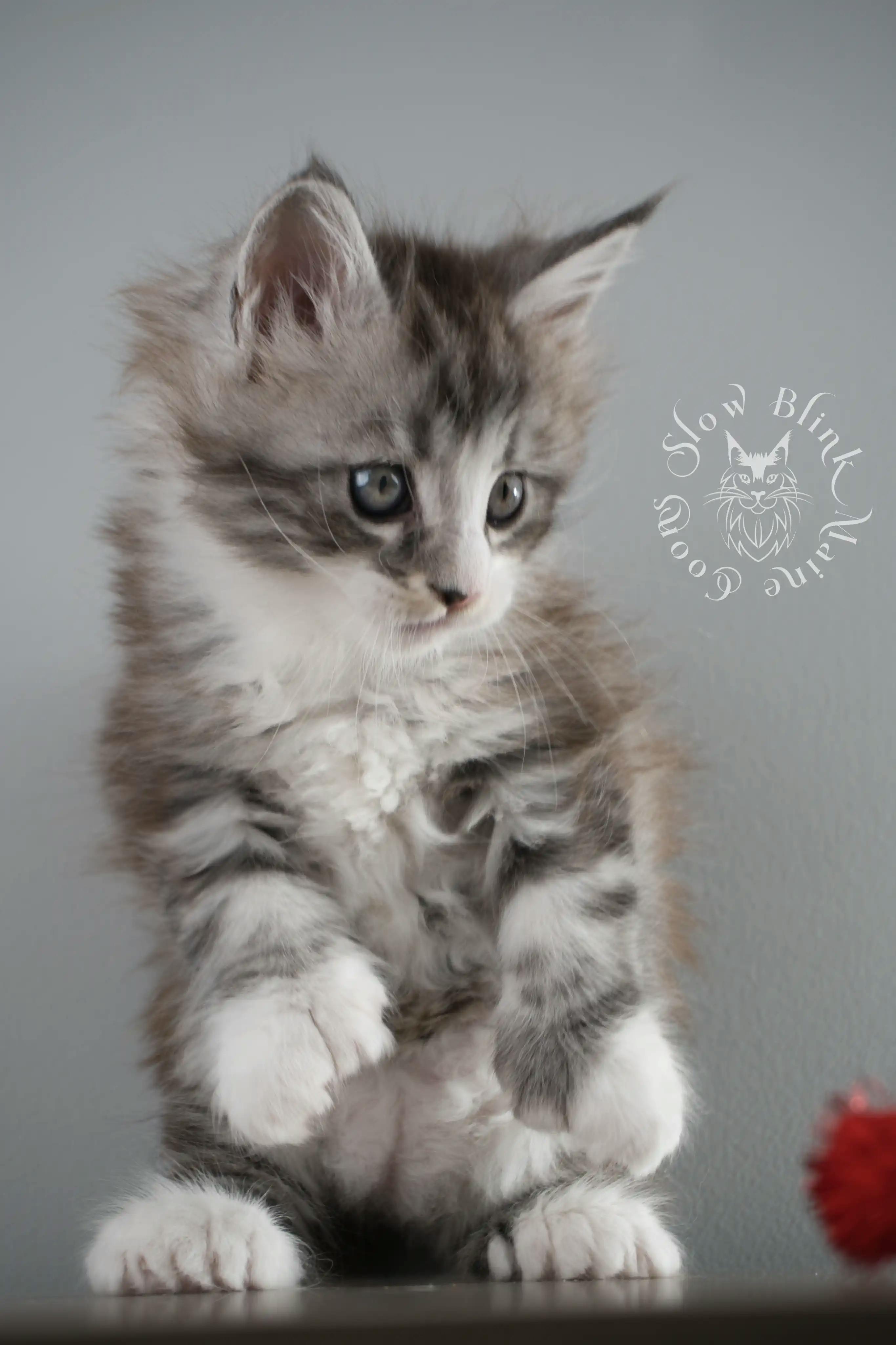 Black Silver Tabby Maine Coon Kittens > black silver tabby maine coon kitten | ems code ns 22 23 24 25 | slowblinkmainecoons | 120