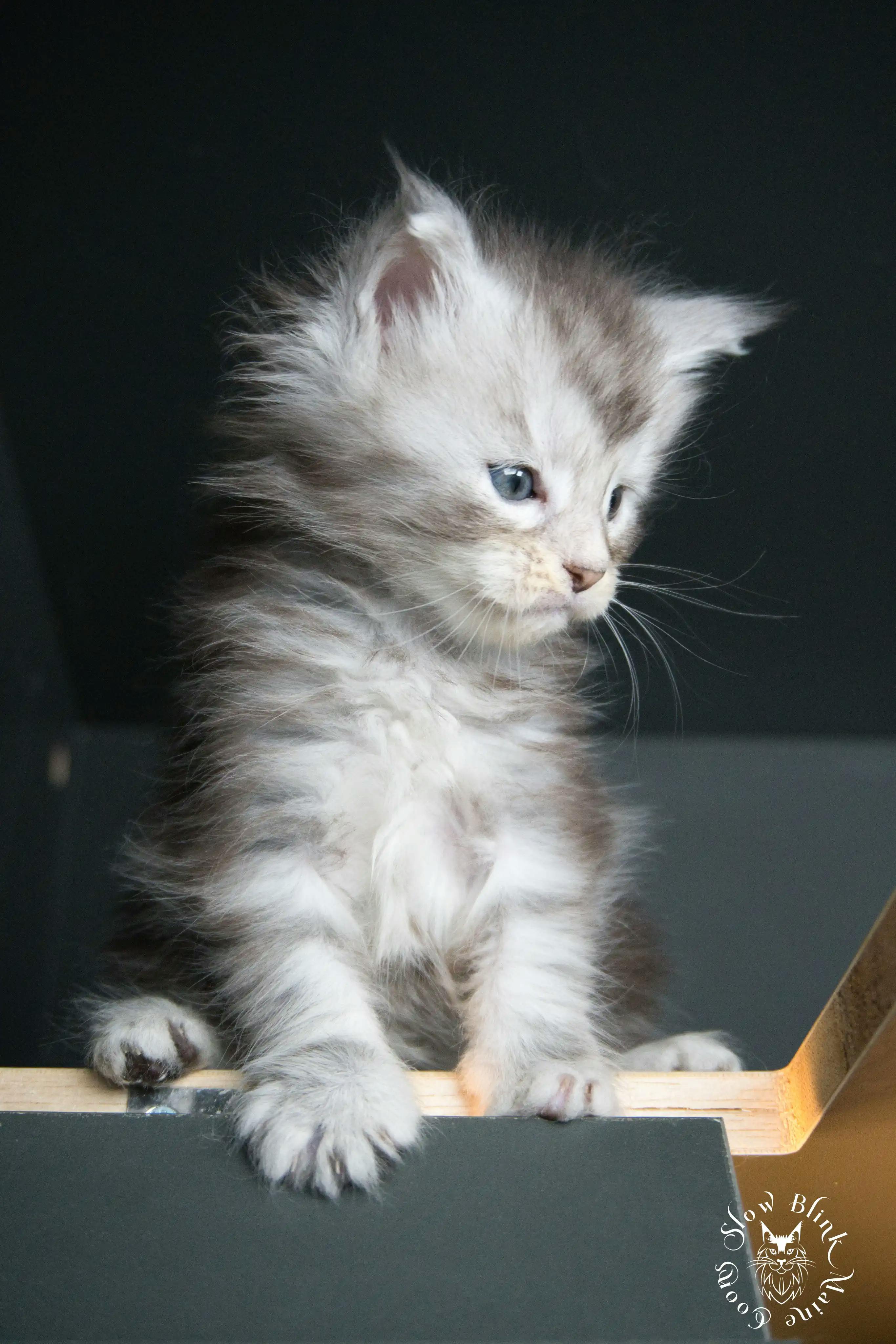 Black Silver Tabby Maine Coon Kittens > black silver tabby maine coon kitten | ems code ns 22 23 24 25 | slowblinkmainecoons | 265