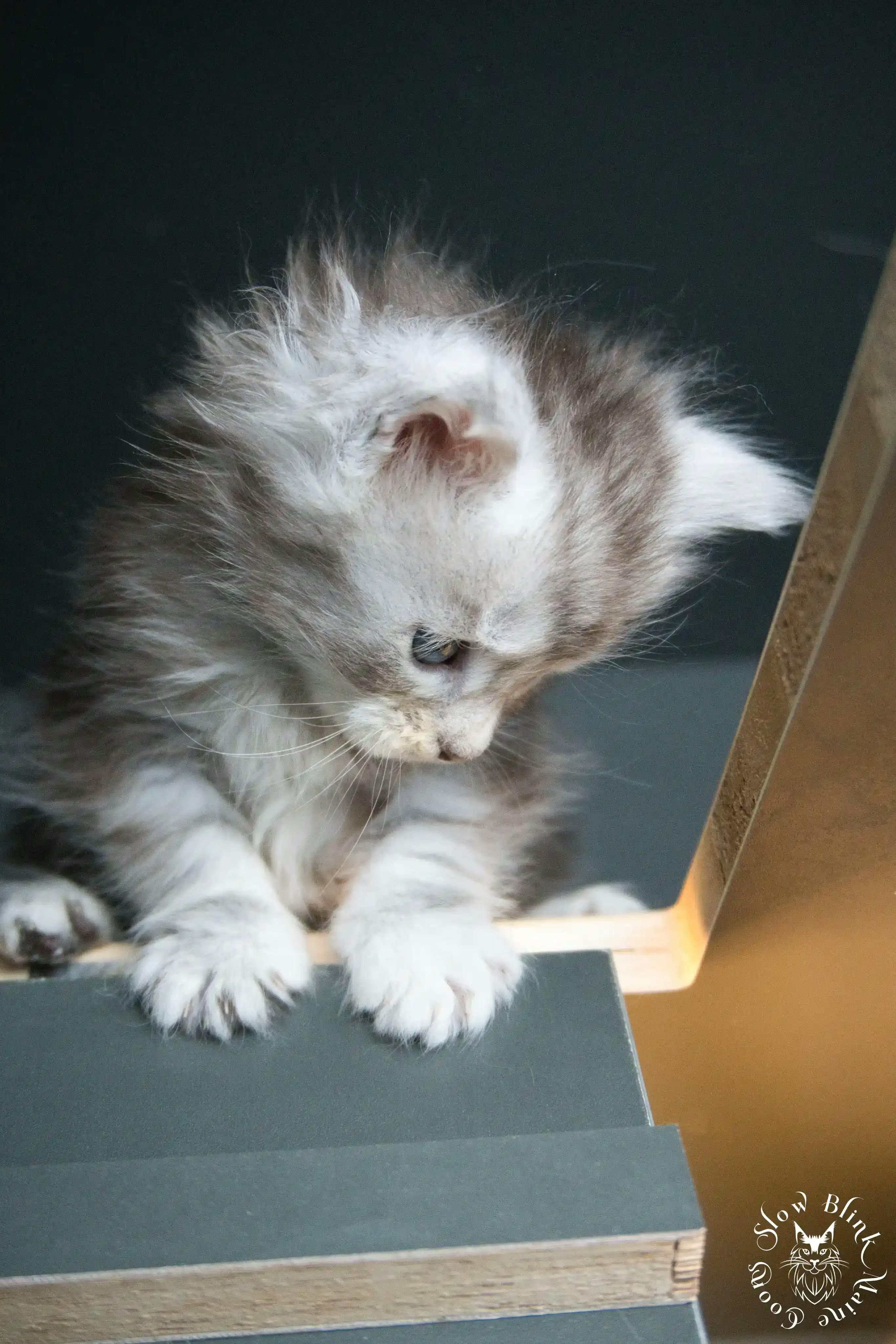 Black Silver Tabby Maine Coon Kittens > black silver tabby maine coon kitten | ems code ns 22 23 24 25 | slowblinkmainecoons | 267