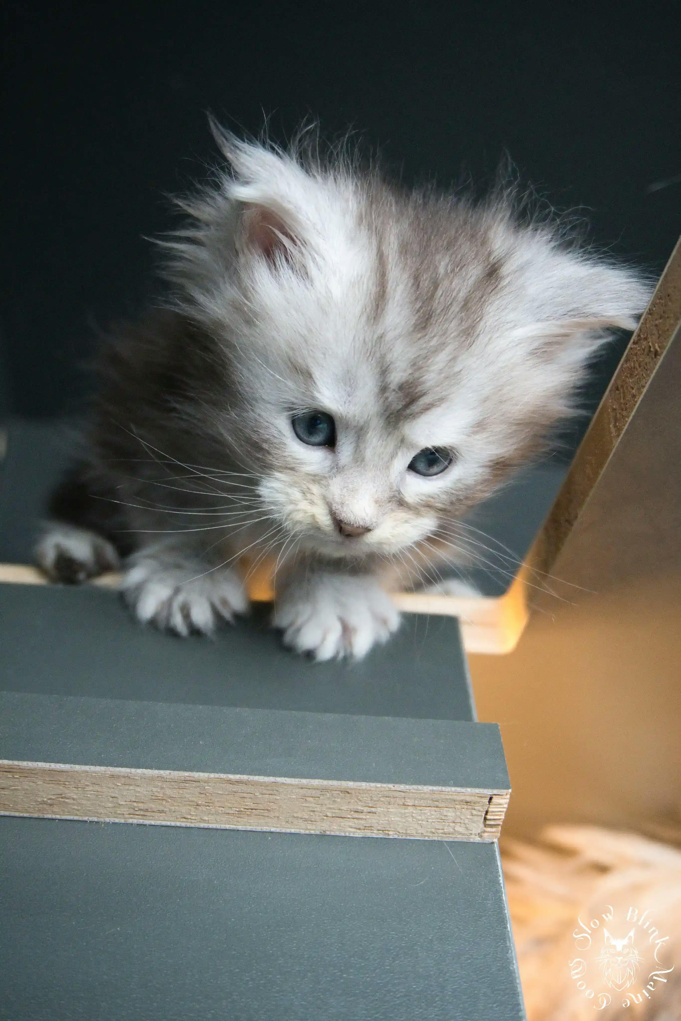 Black Silver Tabby Maine Coon Kittens > black silver tabby maine coon kitten | ems code ns 22 23 24 25 | slowblinkmainecoons | 268