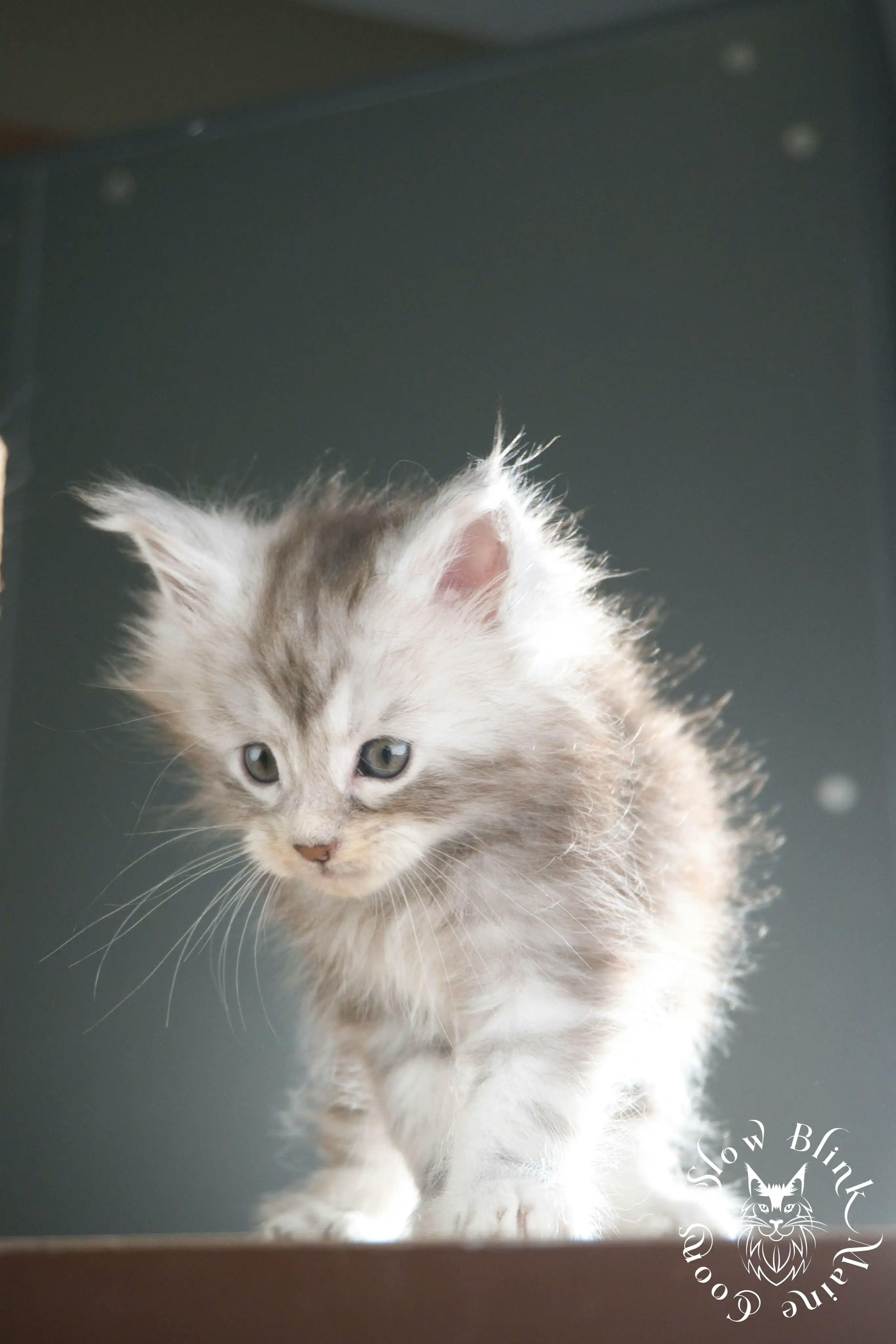 Black Silver Tabby Maine Coon Kittens > black silver tabby maine coon kitten | ems code ns 22 23 24 25 | slowblinkmainecoons | 341