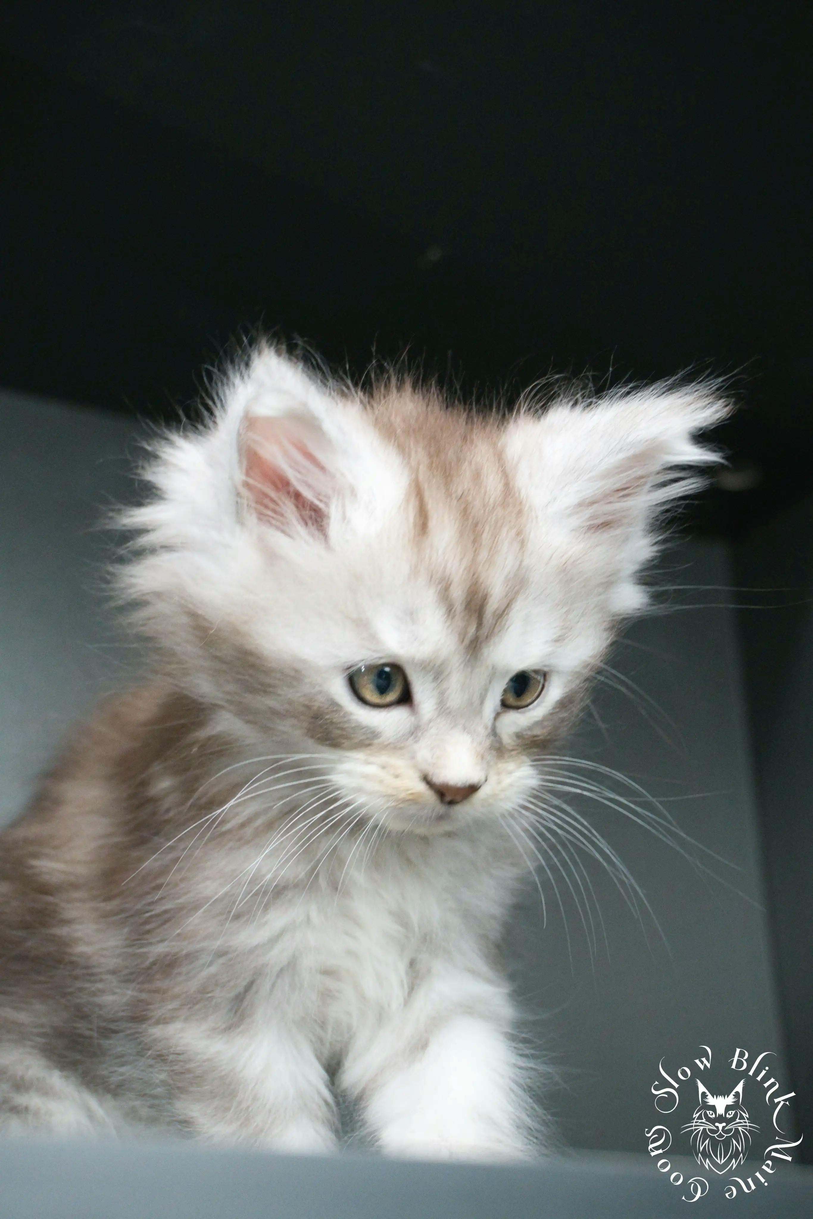 Black Silver Tabby Maine Coon Kittens > black silver tabby maine coon kitten | ems code ns 22 23 24 25 | slowblinkmainecoons | 405