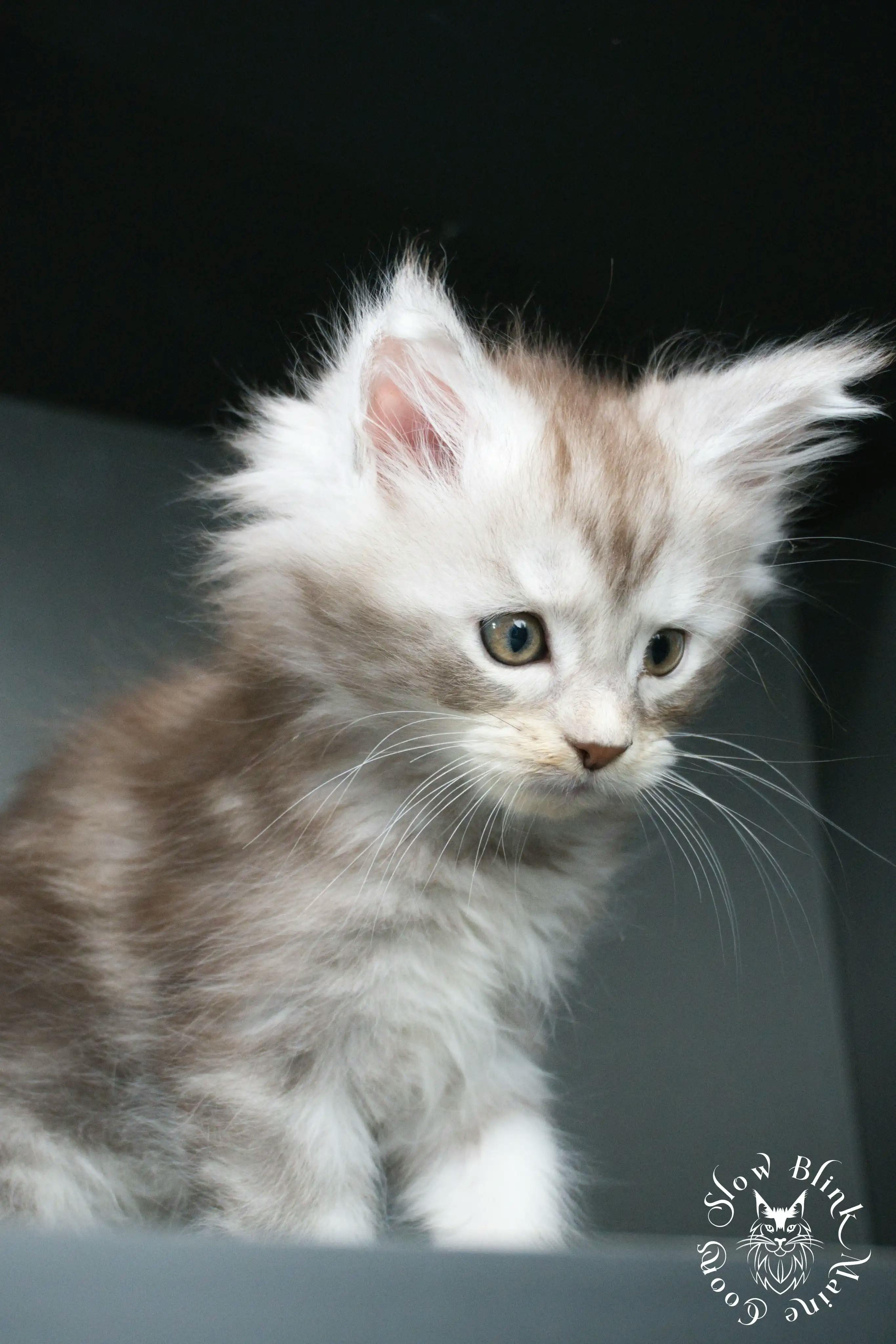 Black Silver Tabby Maine Coon Kittens > black silver tabby maine coon kitten | ems code ns 22 23 24 25 | slowblinkmainecoons | 406
