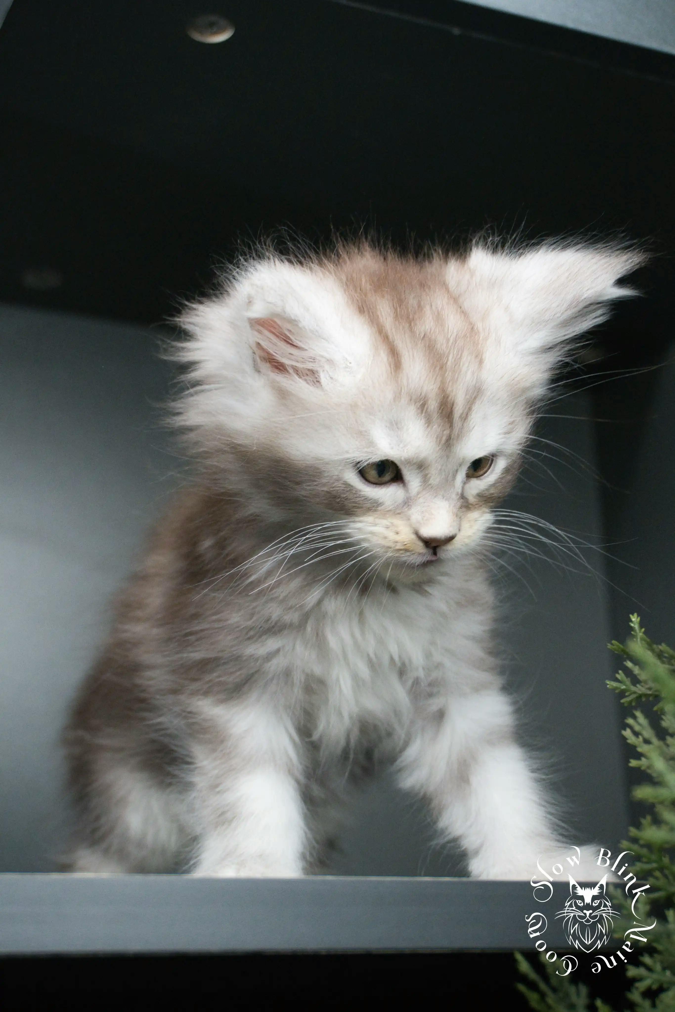 Black Silver Tabby Maine Coon Kittens > black silver tabby maine coon kitten | ems code ns 22 23 24 25 | slowblinkmainecoons | 407
