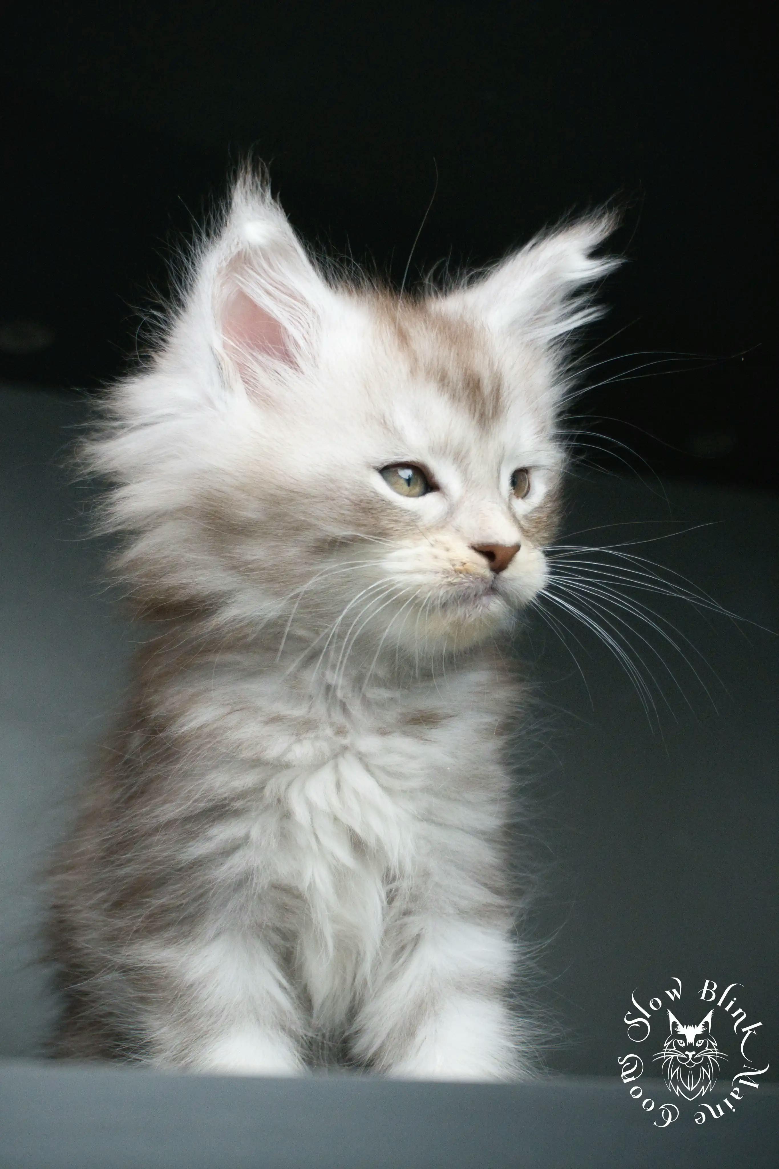 Black Silver Tabby Maine Coon Kittens > black silver tabby maine coon kitten | ems code ns 22 23 24 25 | slowblinkmainecoons | 408