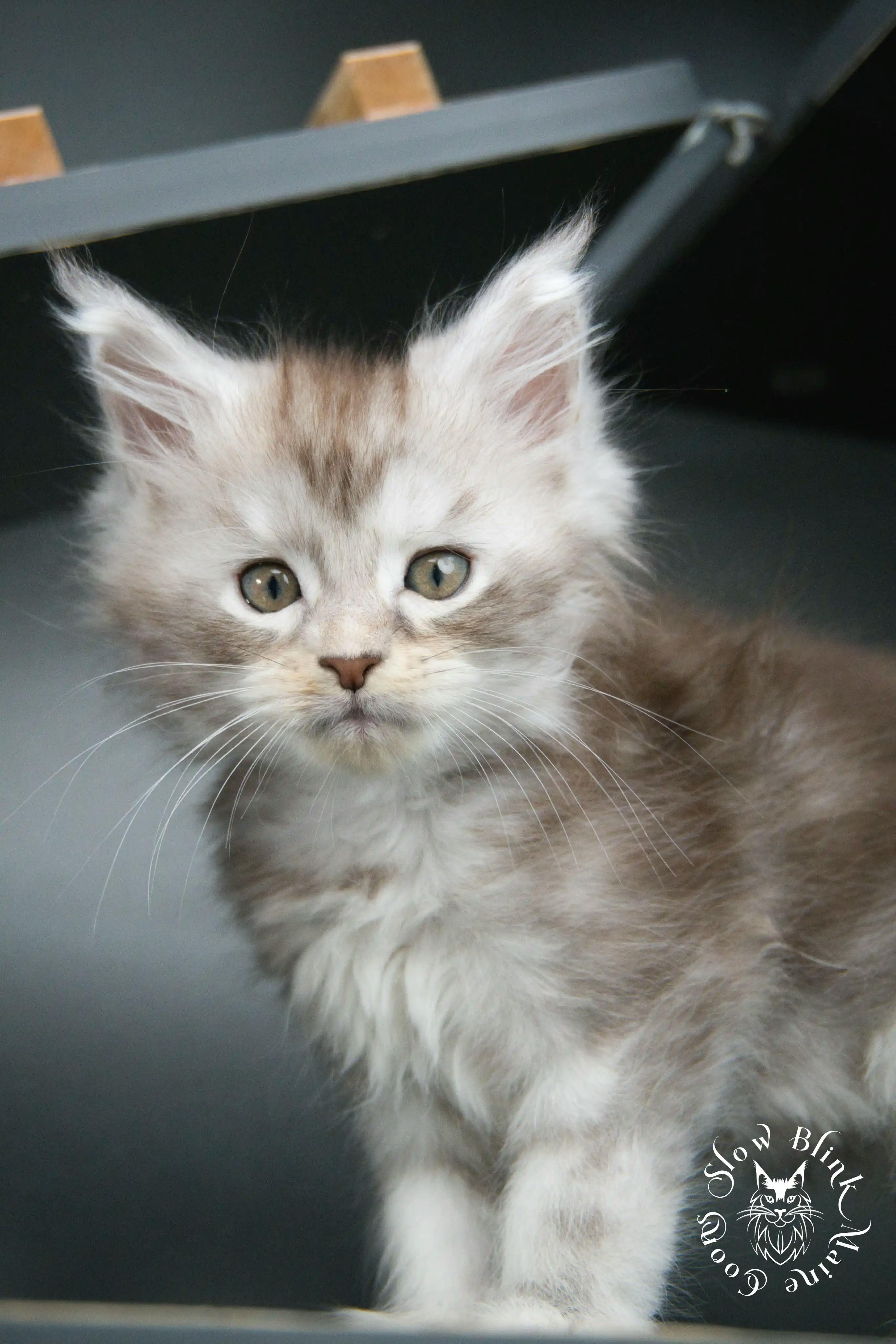 Black Silver Tabby Maine Coon Kittens > black silver tabby maine coon kitten | ems code ns 22 23 24 25 | slowblinkmainecoons | 409