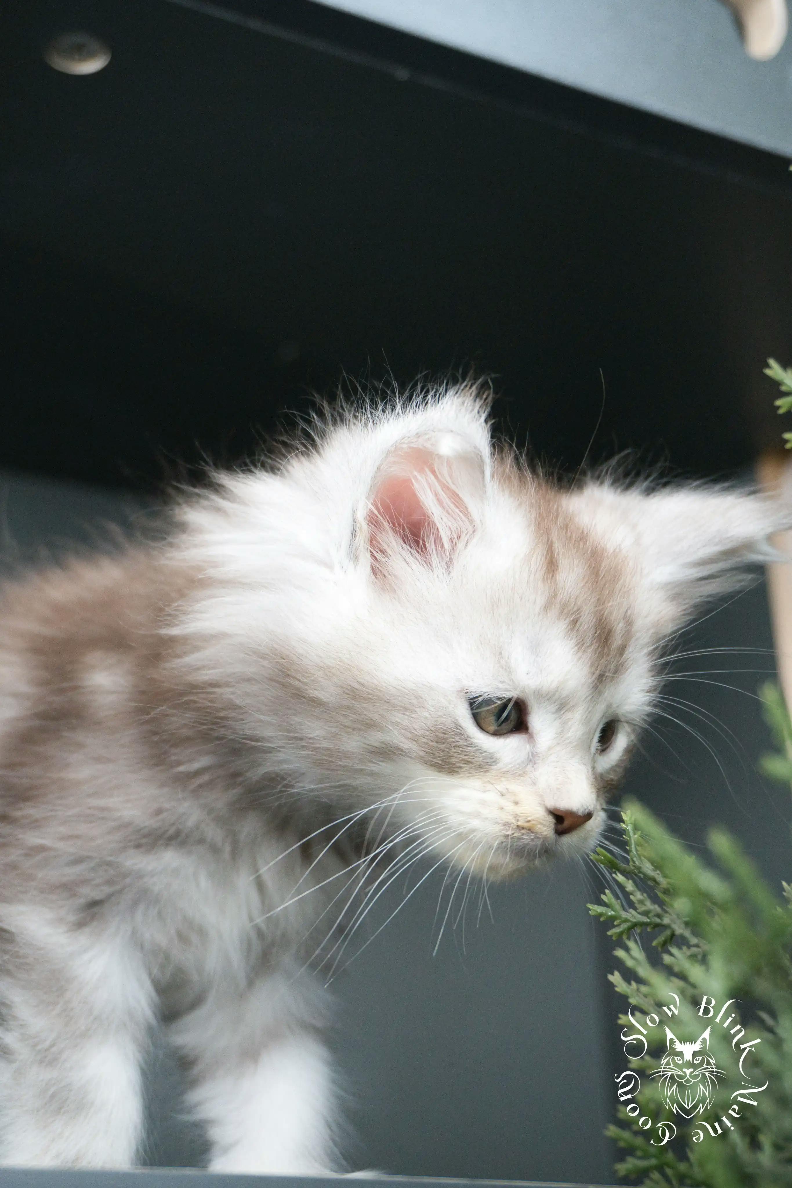 Black Silver Tabby Maine Coon Kittens > black silver tabby maine coon kitten | ems code ns 22 23 24 25 | slowblinkmainecoons | 410
