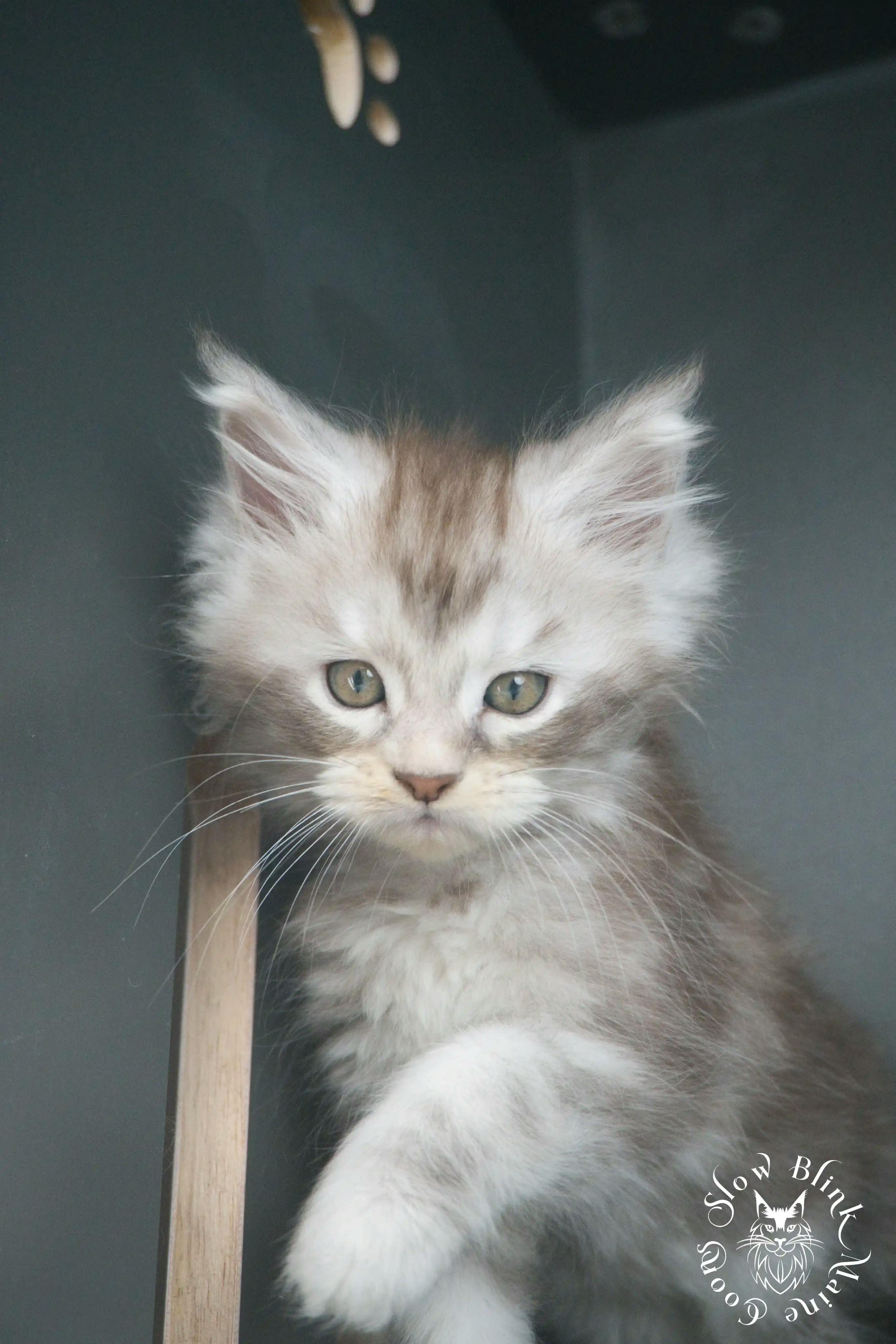 Black Silver Tabby Maine Coon Kittens > black silver tabby maine coon kitten | ems code ns 22 23 24 25 | slowblinkmainecoons | 412