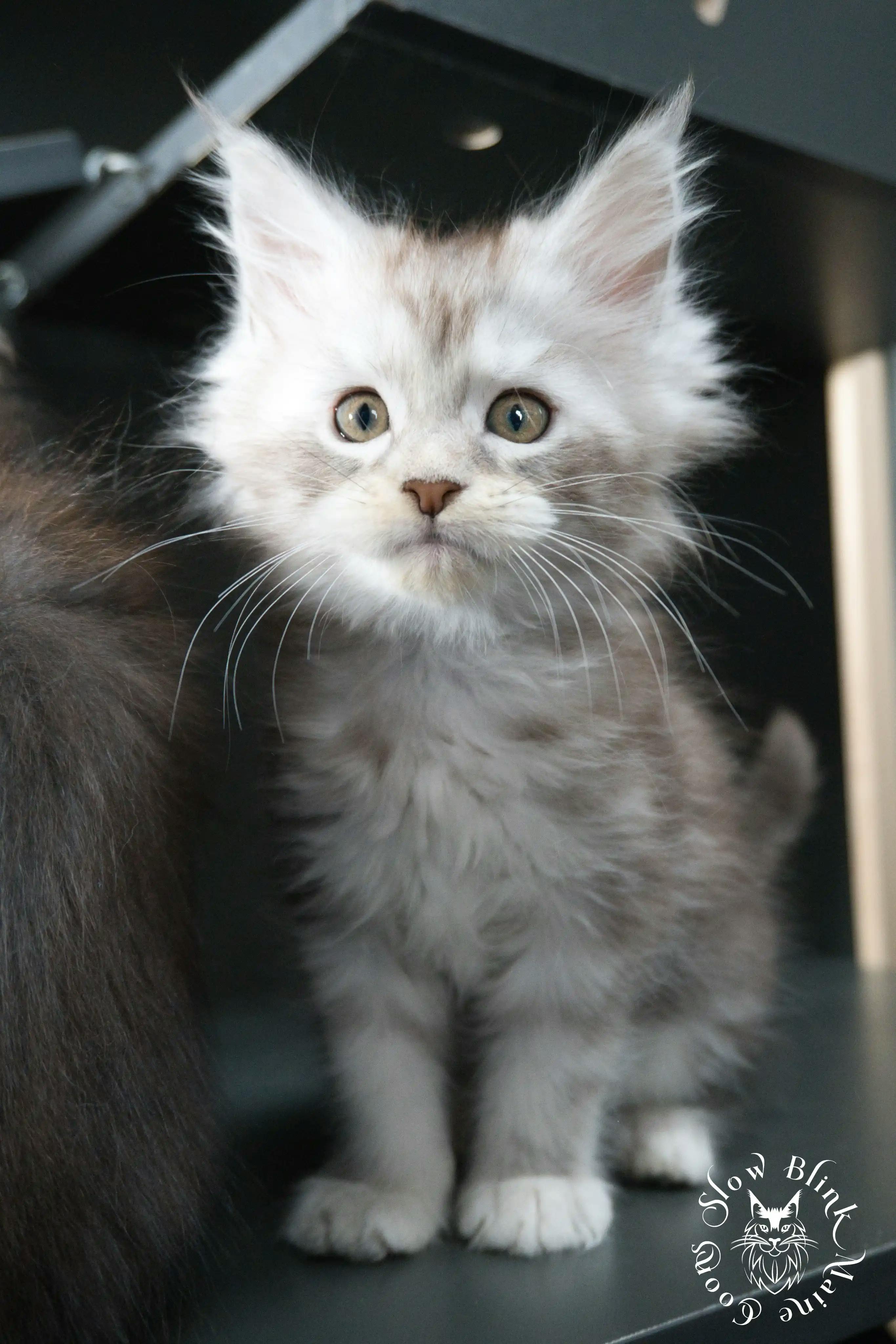 Black Silver Tabby Maine Coon Kittens > black silver tabby maine coon kitten | ems code ns 22 23 24 25 | slowblinkmainecoons | 525