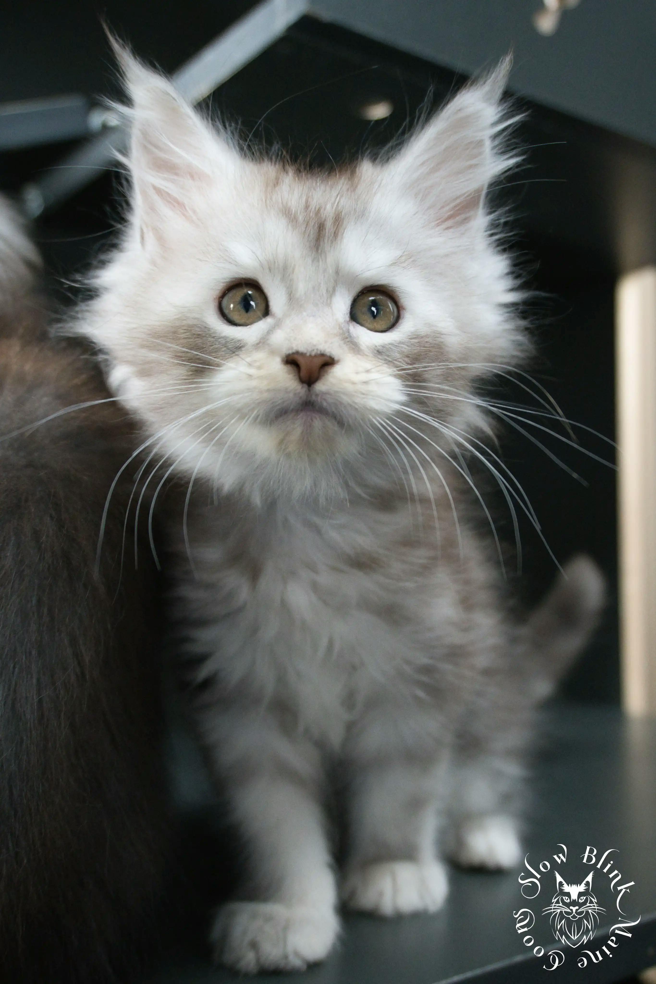 Black Silver Tabby Maine Coon Kittens > black silver tabby maine coon kitten | ems code ns 22 23 24 25 | slowblinkmainecoons | 528