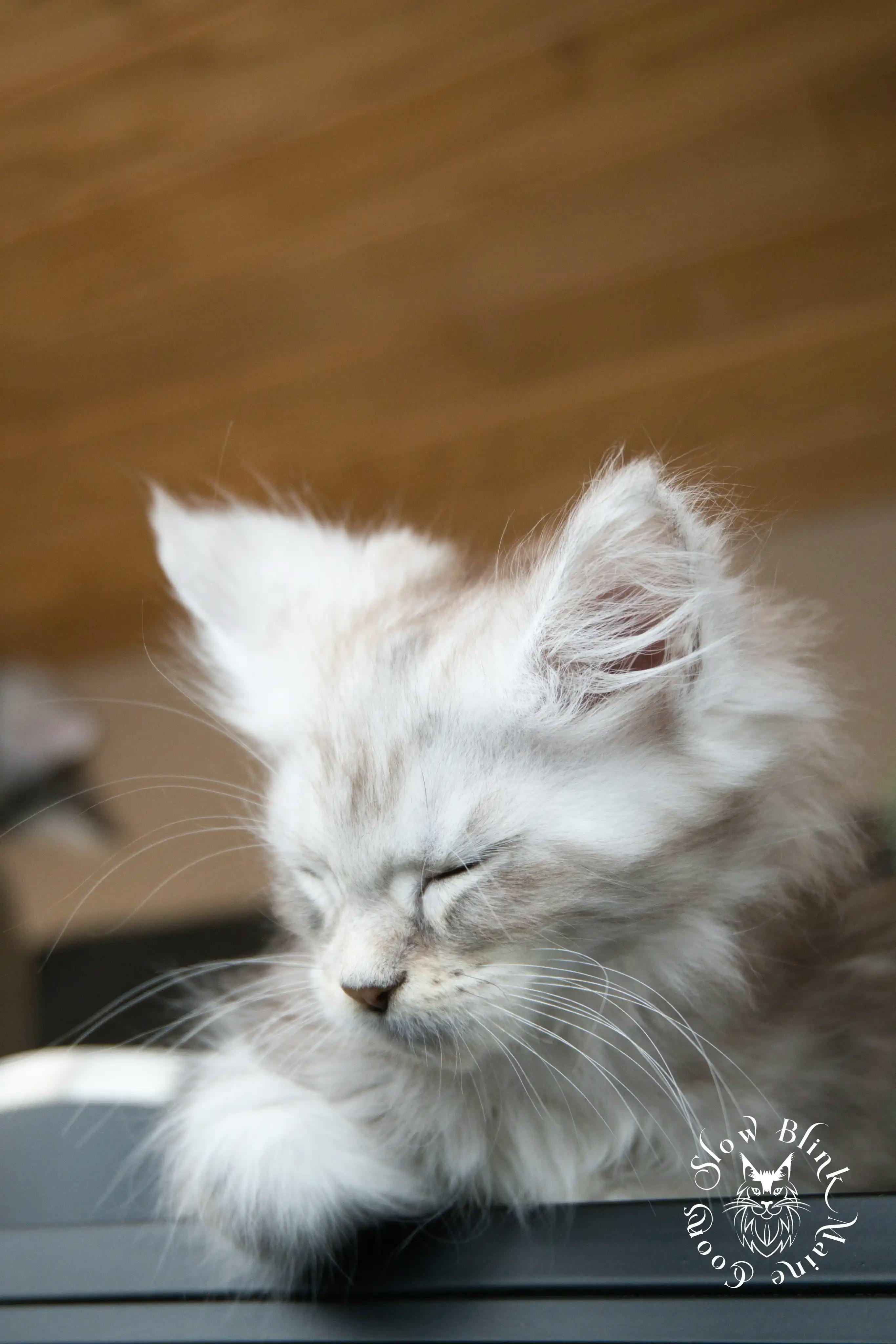 Black Silver Tabby Maine Coon Kittens > black silver tabby maine coon kitten | ems code ns 22 23 24 25 | slowblinkmainecoons | 593