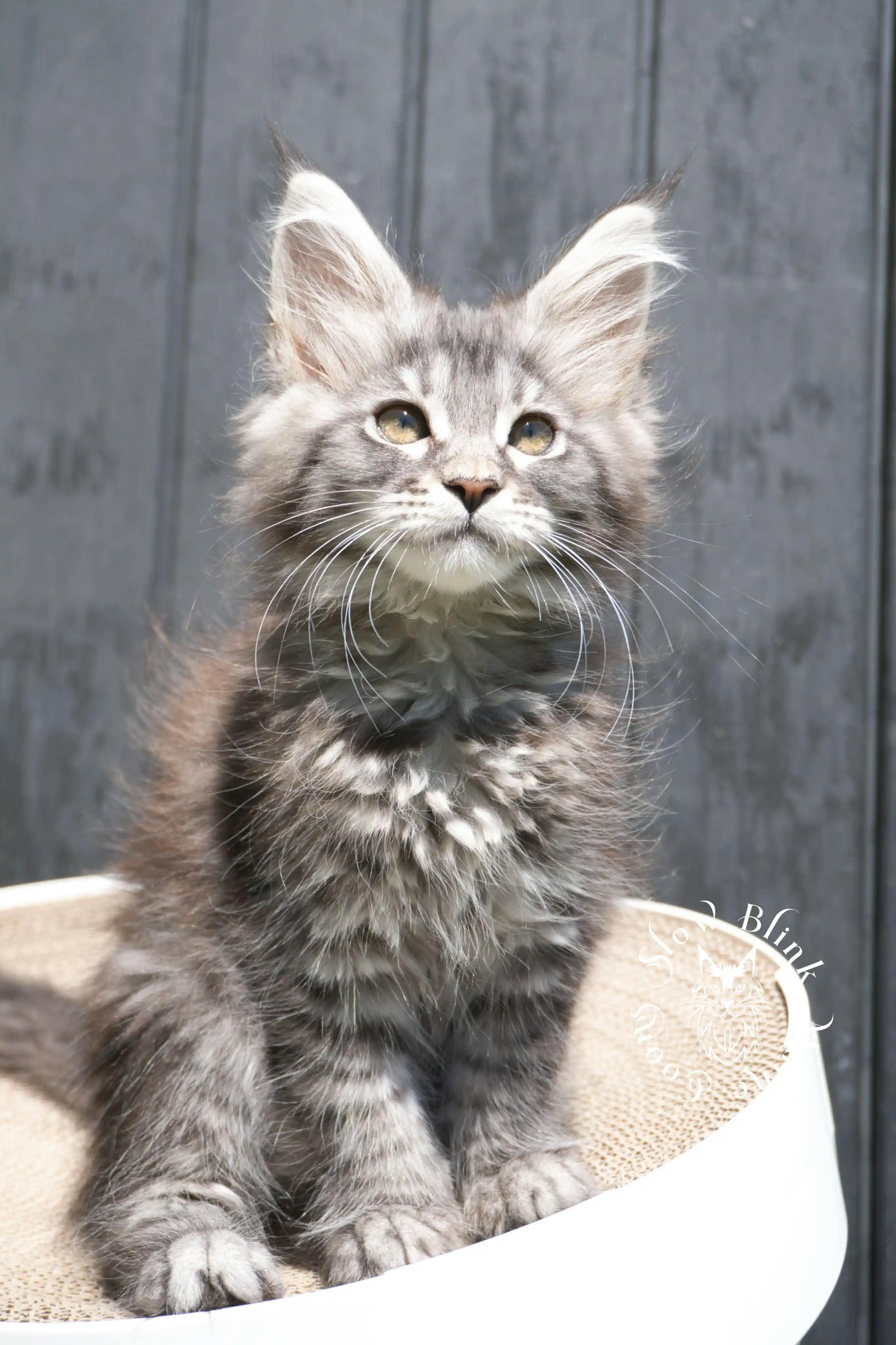 Black Silver Tabby Maine Coon kitten for sale (now sold or kept in the cattery) photo