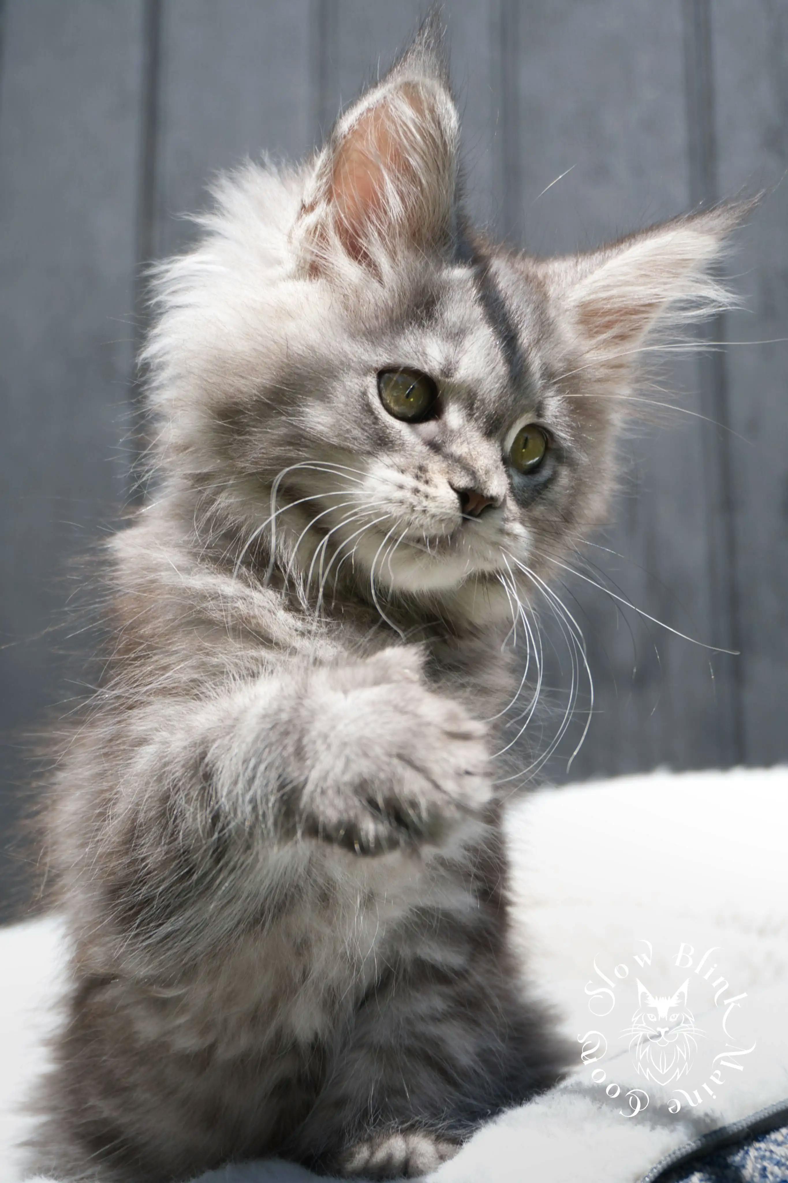 Black Silver Tabby Maine Coon kitten for sale (now sold or kept in the cattery) photo