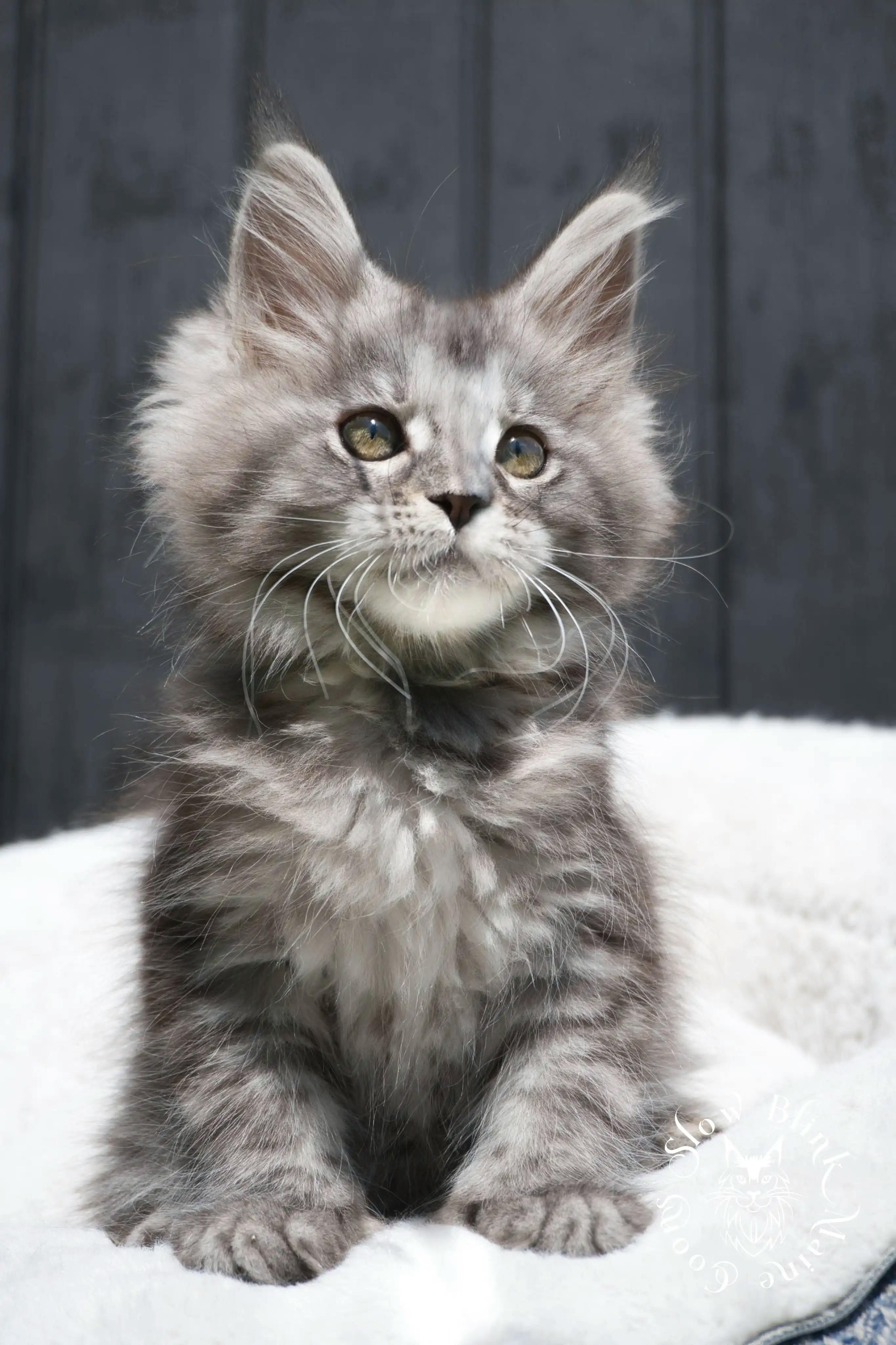 Black Silver Tabby Maine Coon kitten for sale (now sold or kept in the cattery) photo