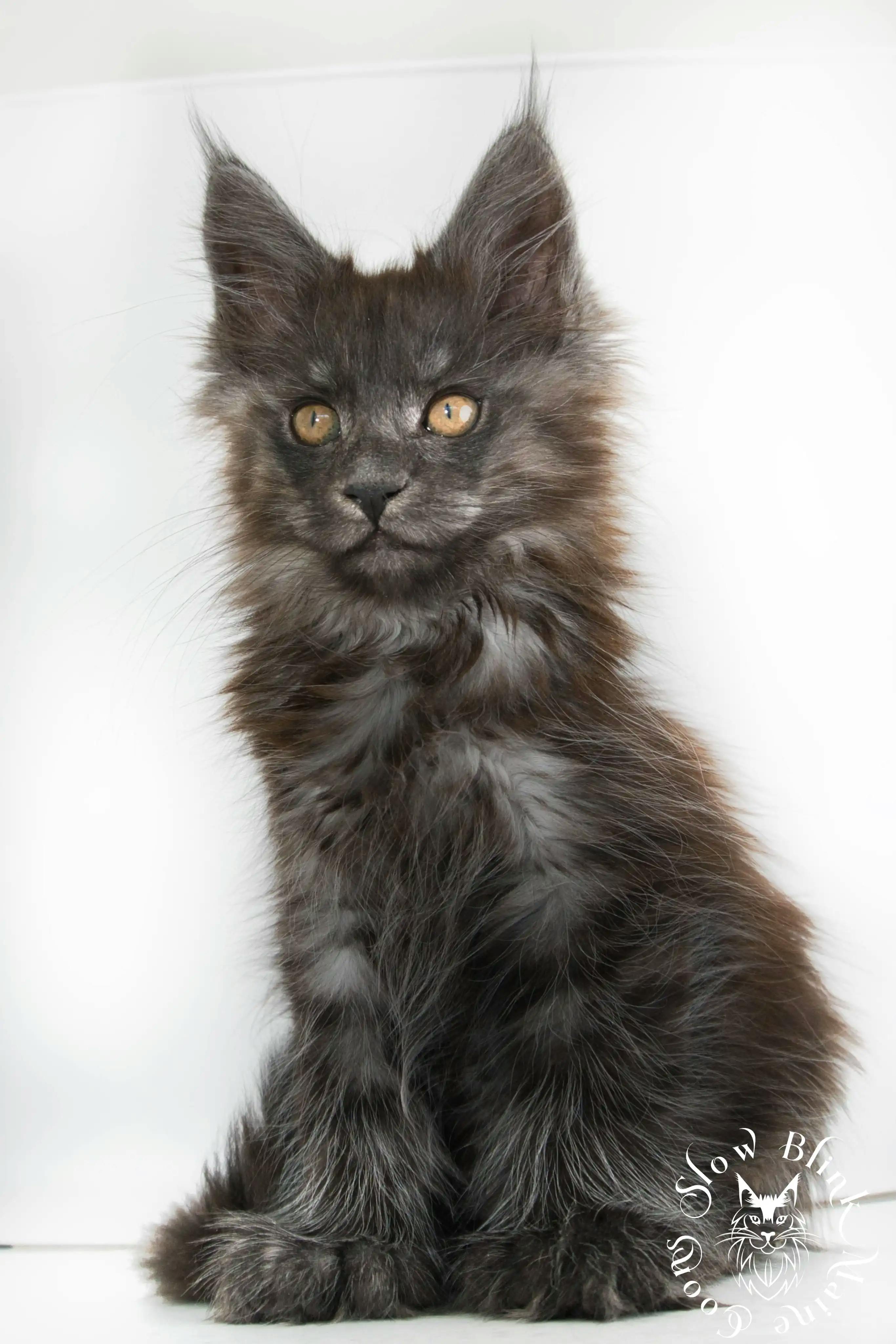 Black Smoke Maine Coon Kittens > black smoke | maine coon kitten | ems code ns | slowblinkmainecoons | 04 990